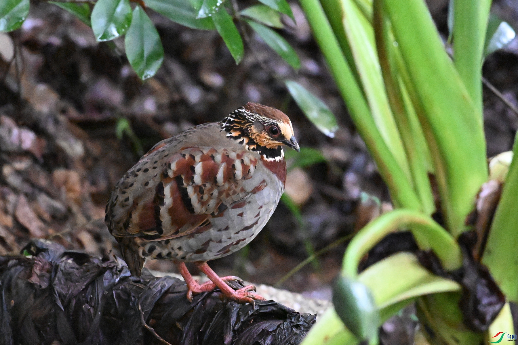 DSC_3635.JPG