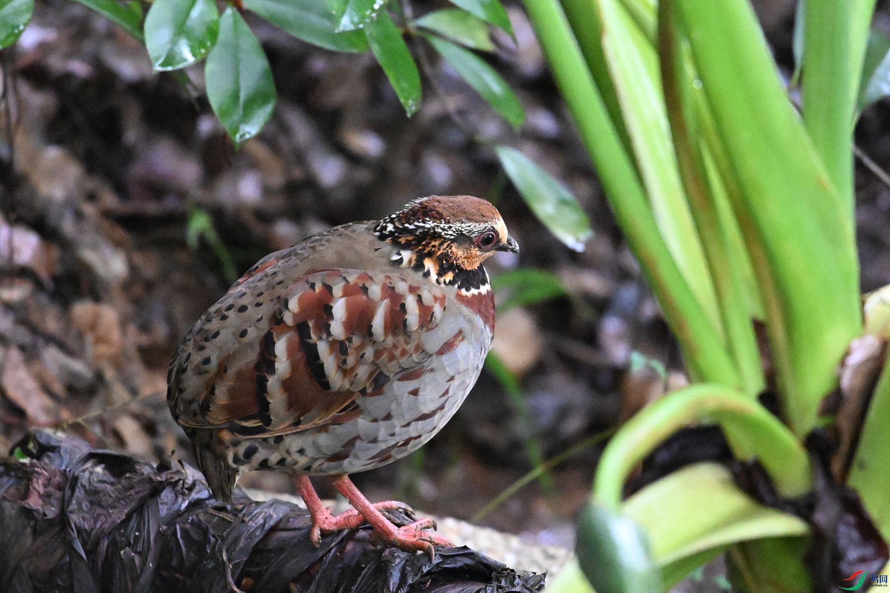 DSC_3652.JPG