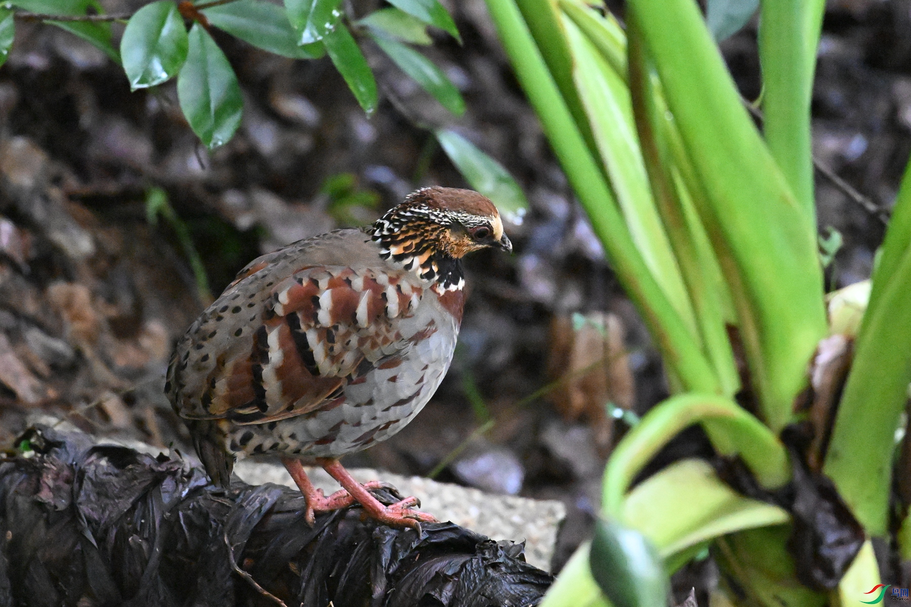 DSC_3608.JPG