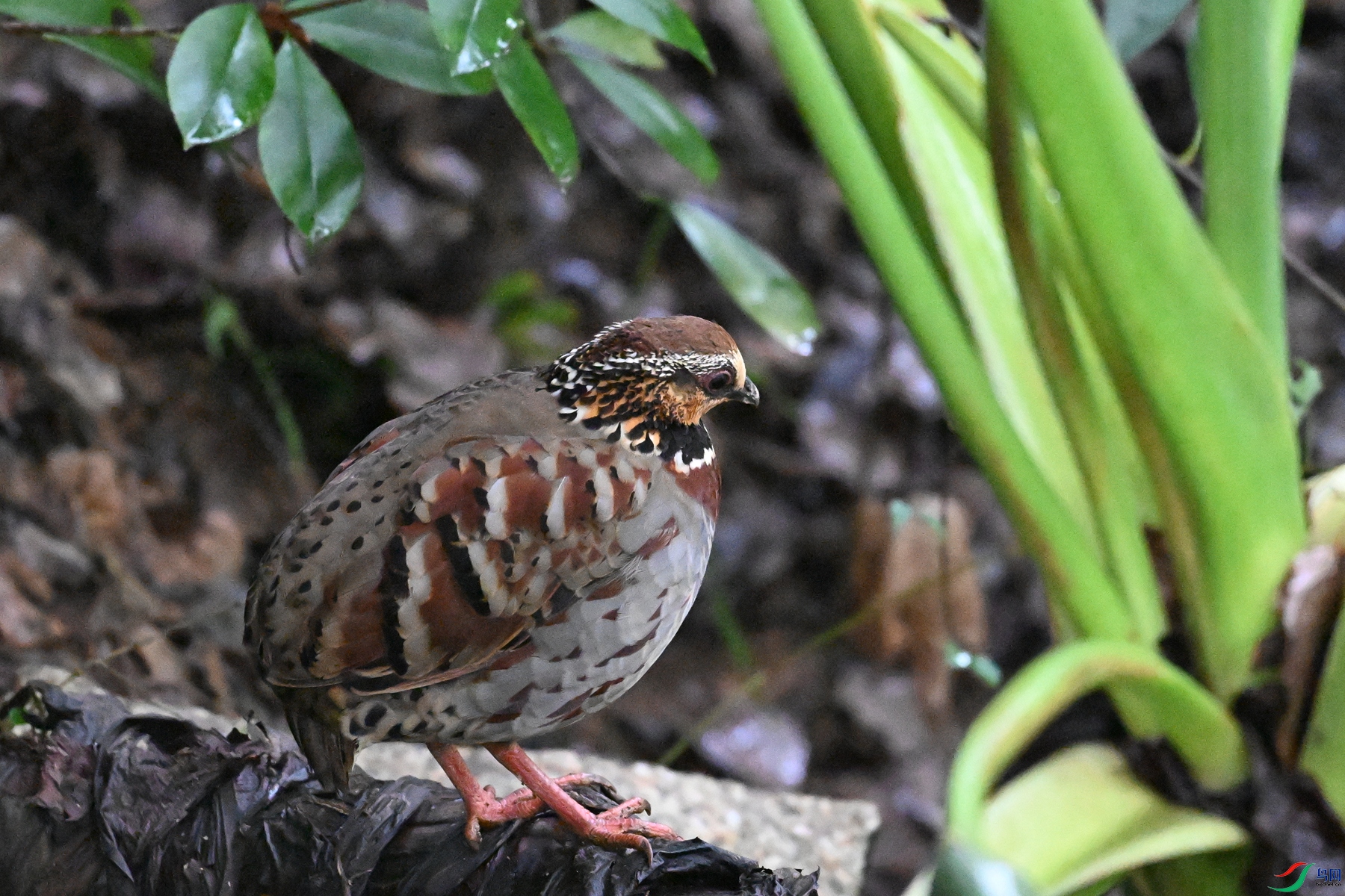 DSC_3615.JPG