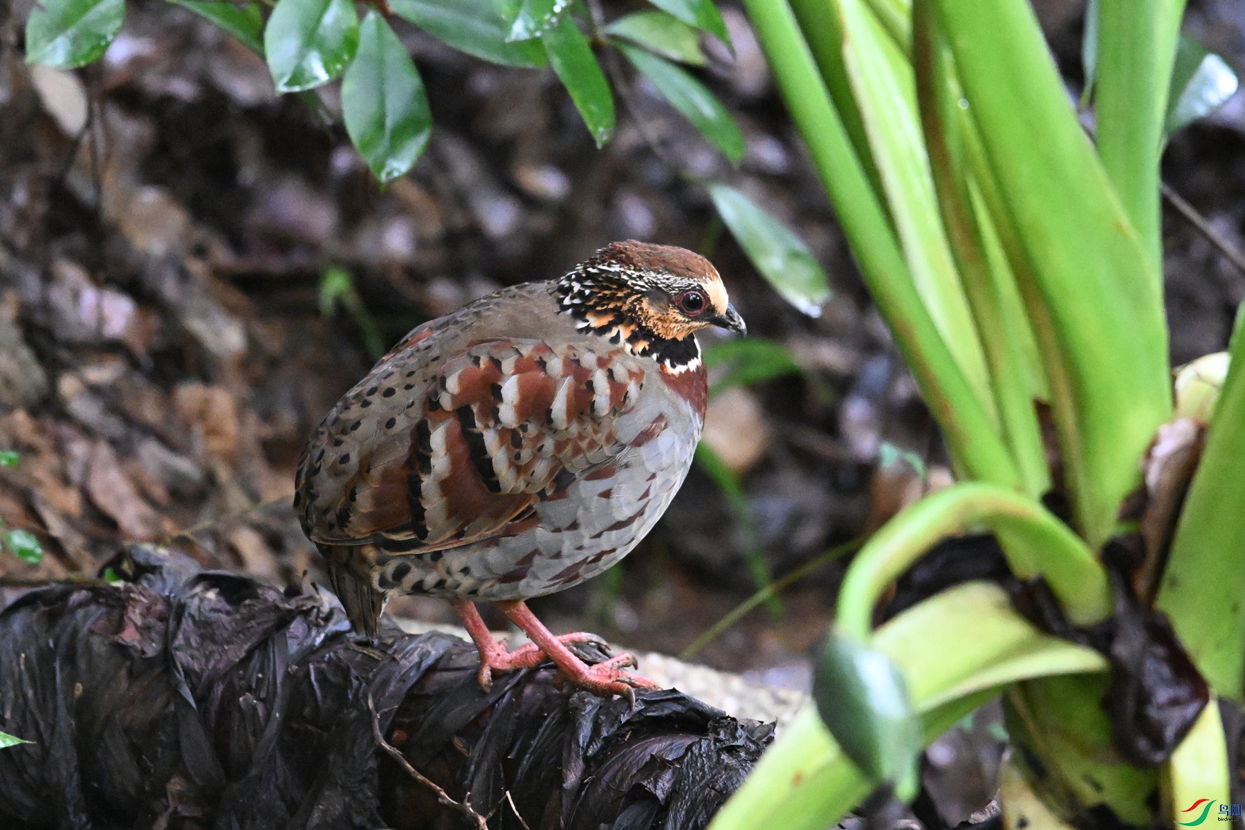 DSC_3641.JPG