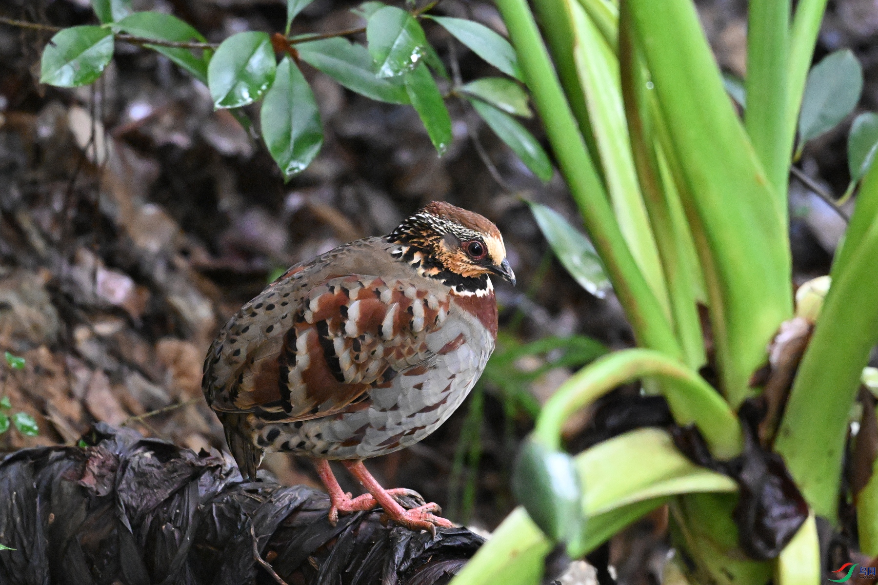 DSC_3659.JPG