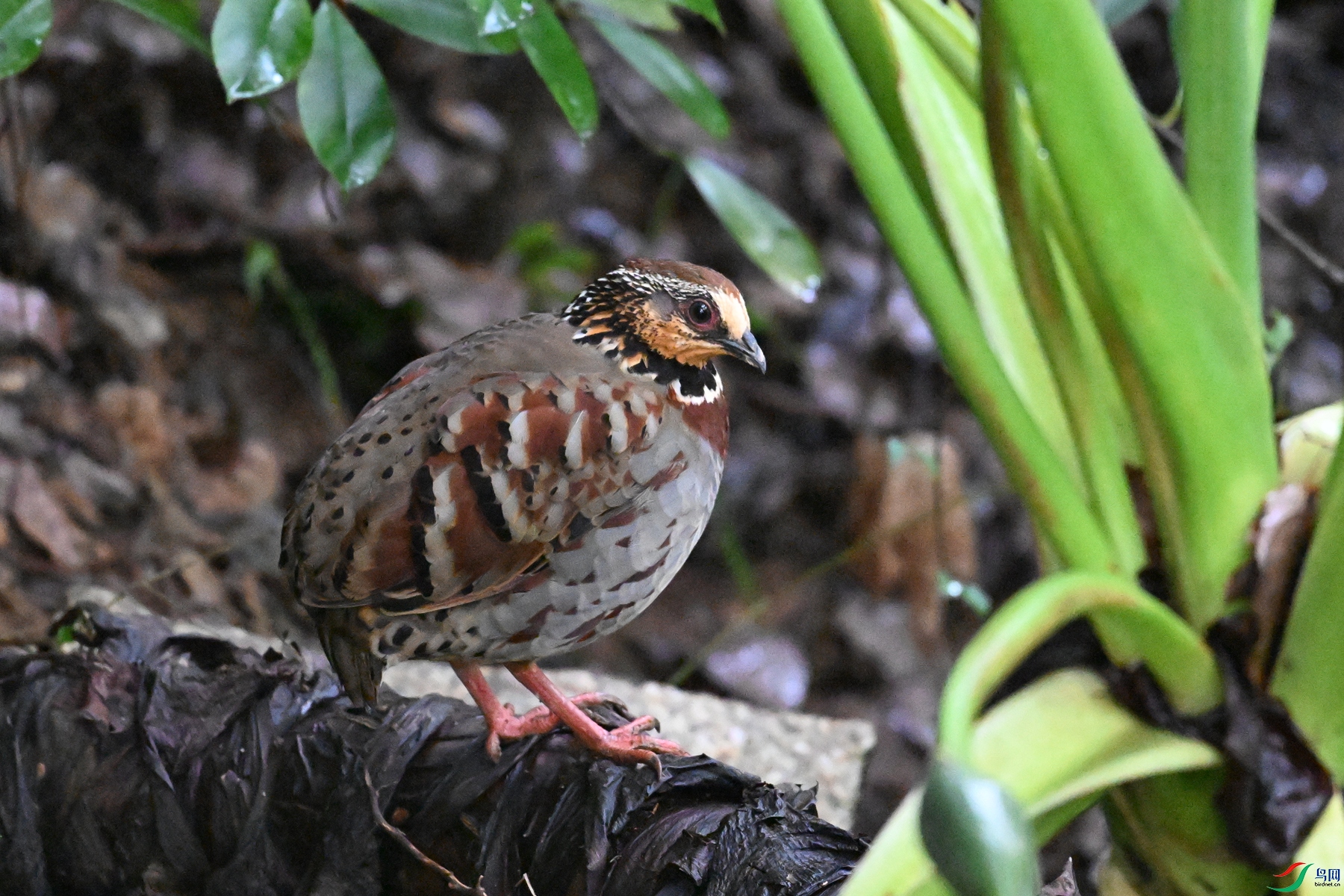 DSC_3617.JPG