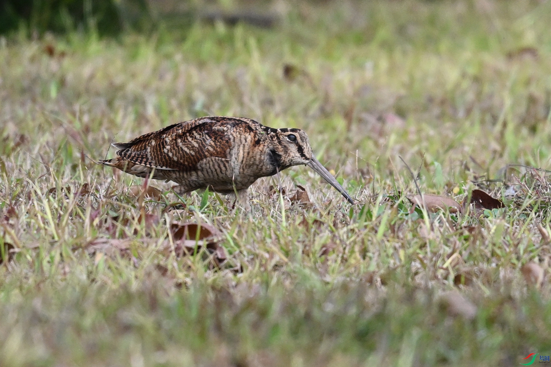 DSC_8435.JPG