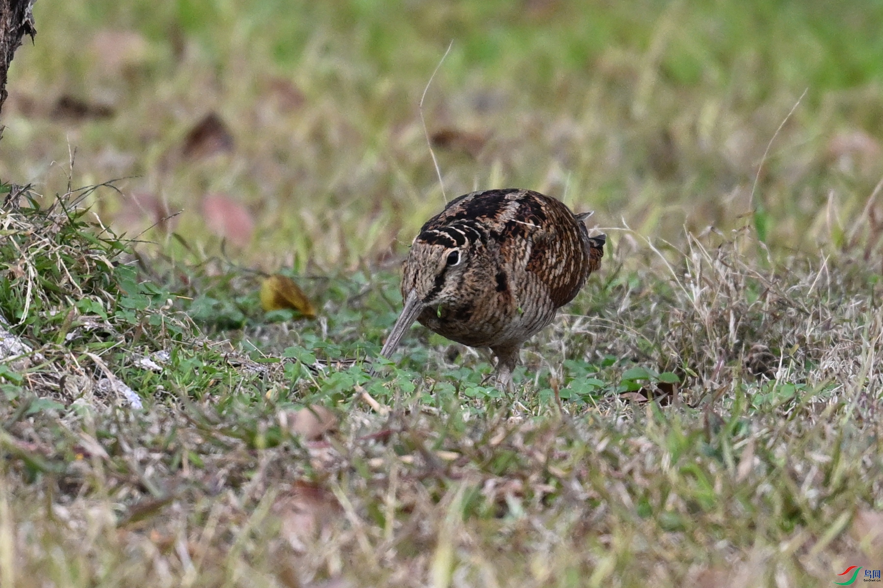 DSC_8492.JPG
