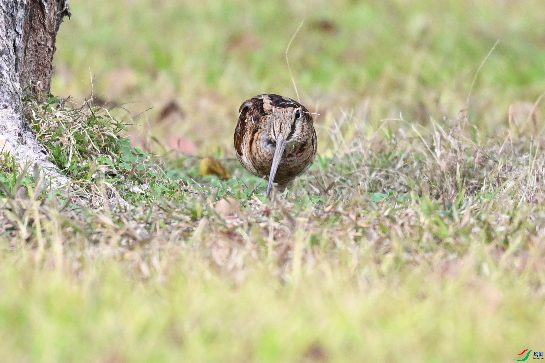 DSC_8509.JPG