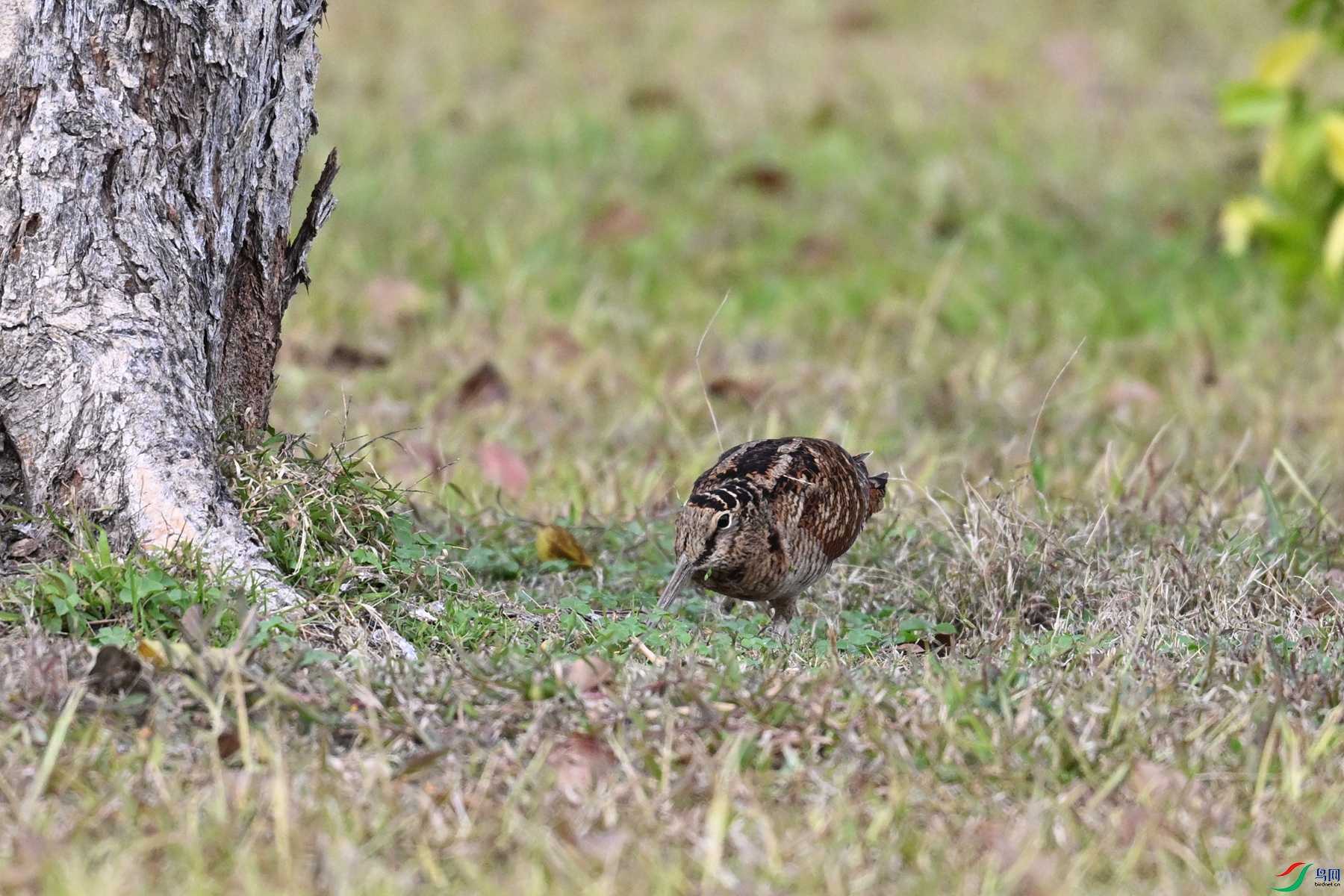 DSC_8494.JPG