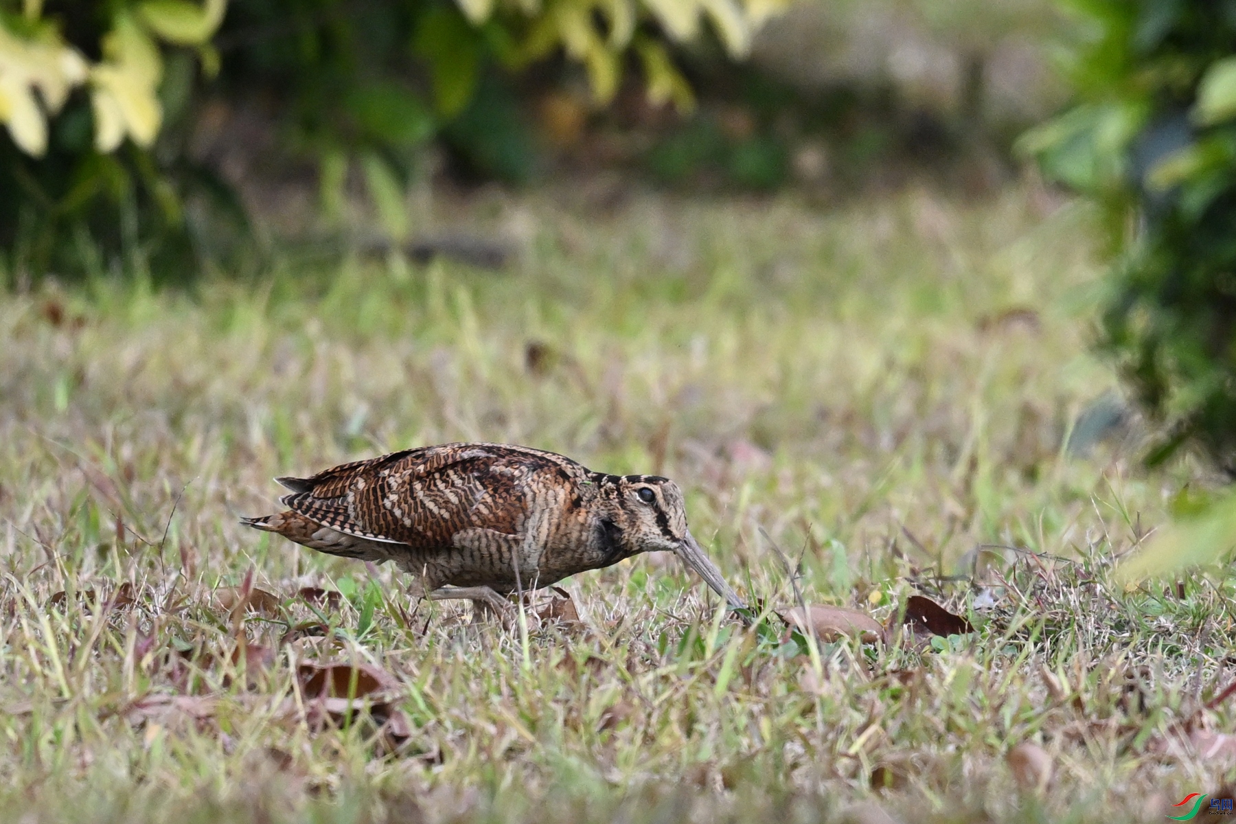 DSC_8438.JPG