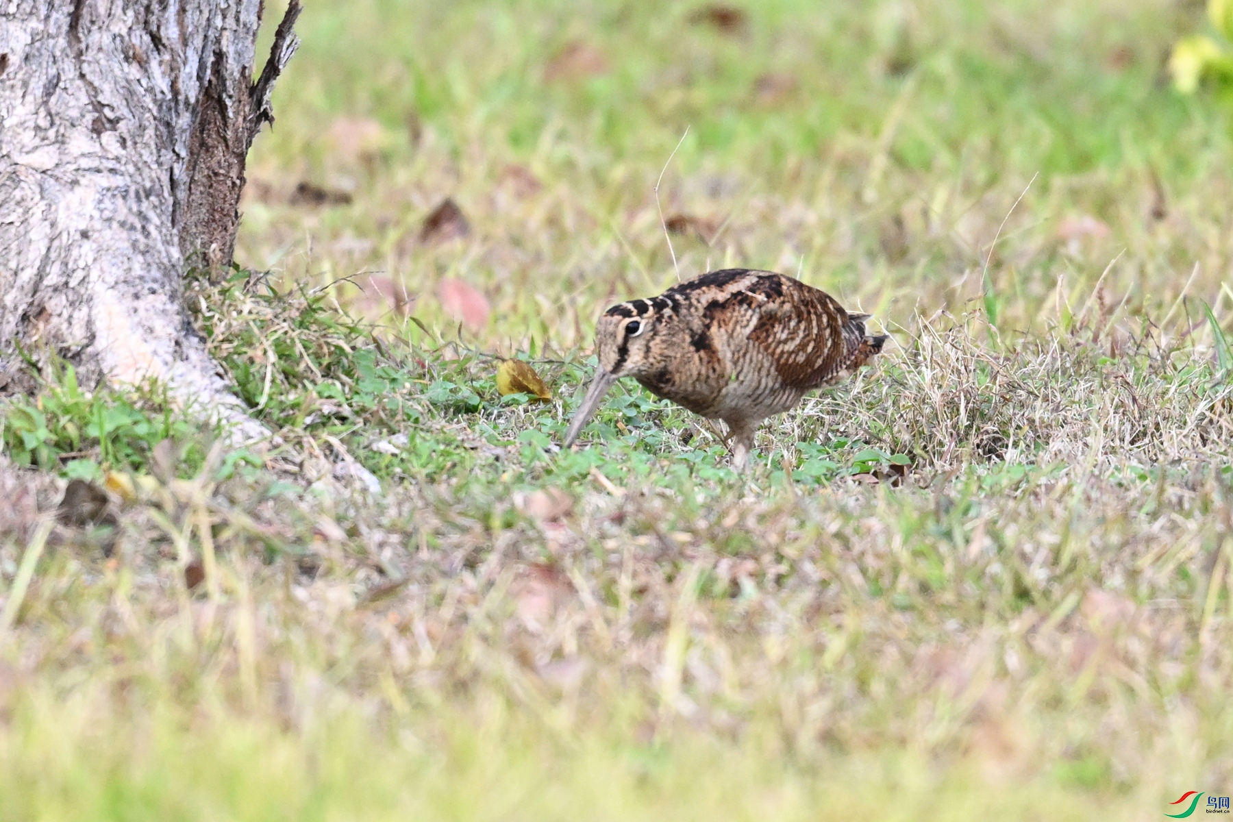 DSC_8496.JPG