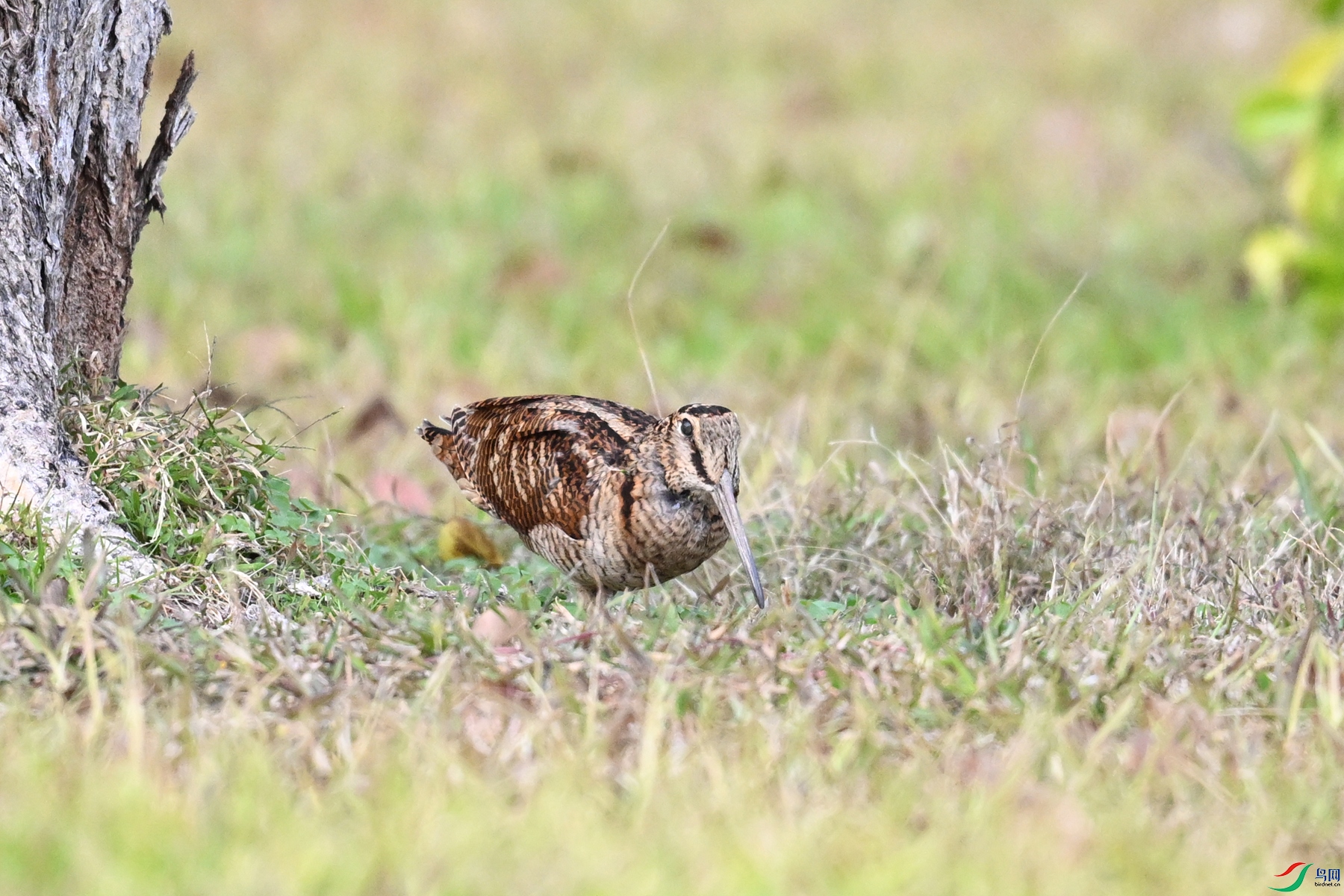 DSC_8515.JPG