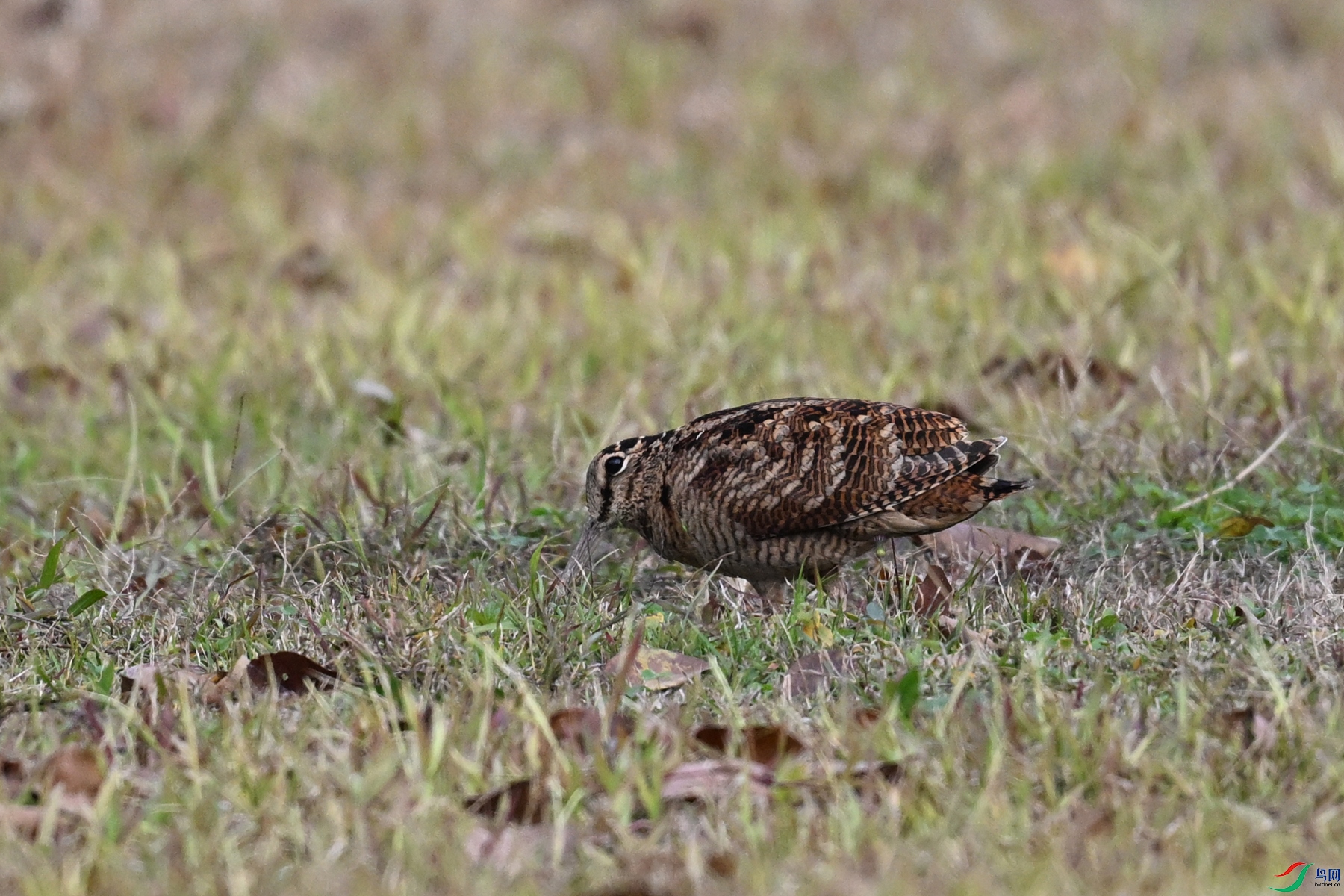 DSC_8466.JPG