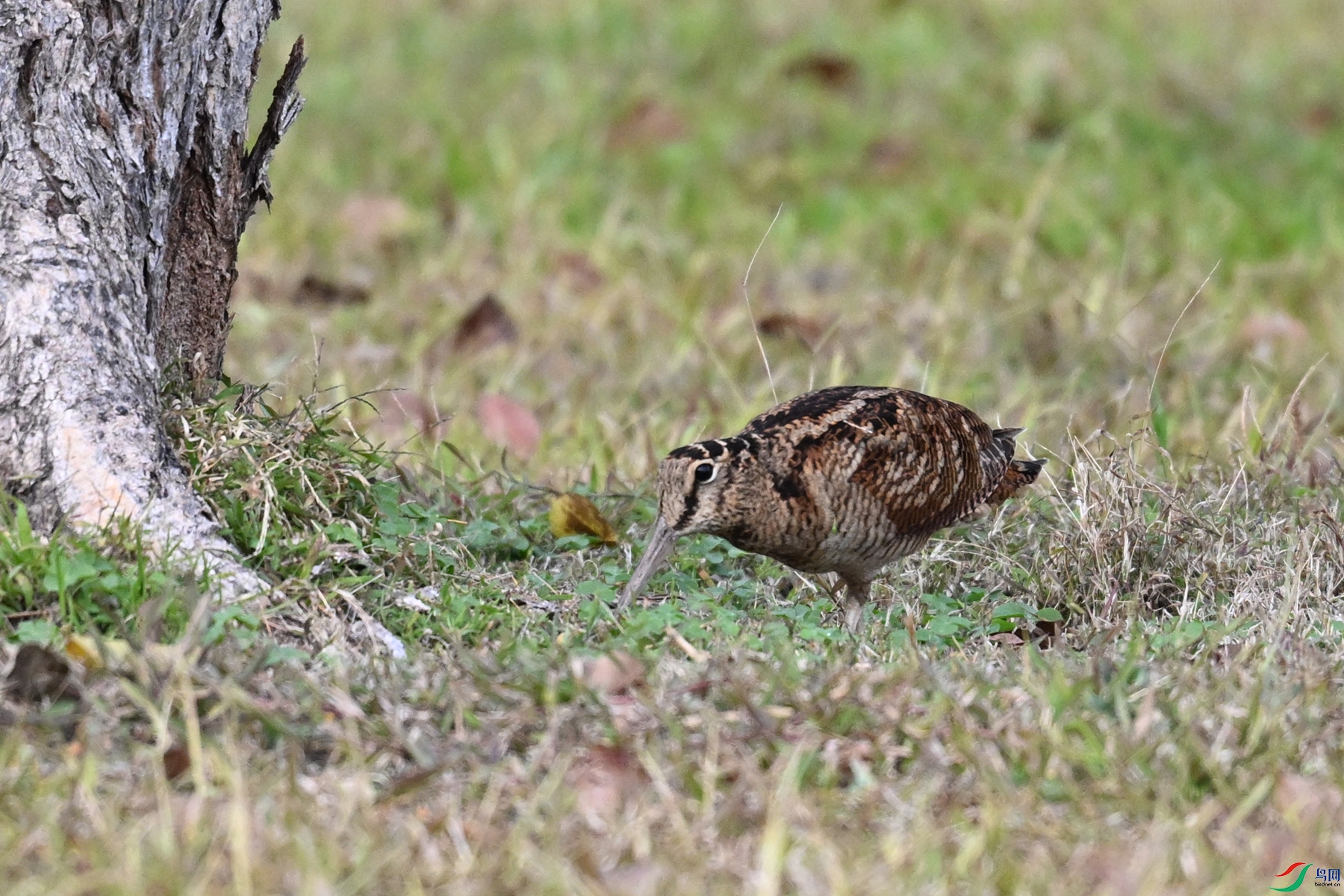 DSC_8498.JPG