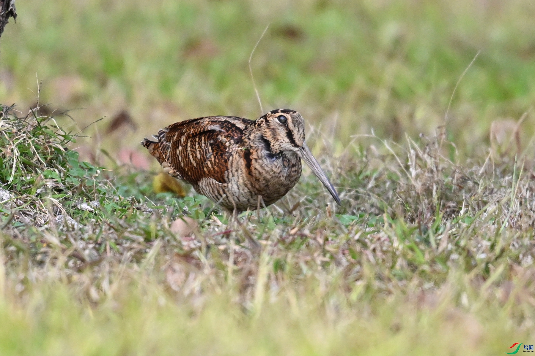 DSC_8535.JPG