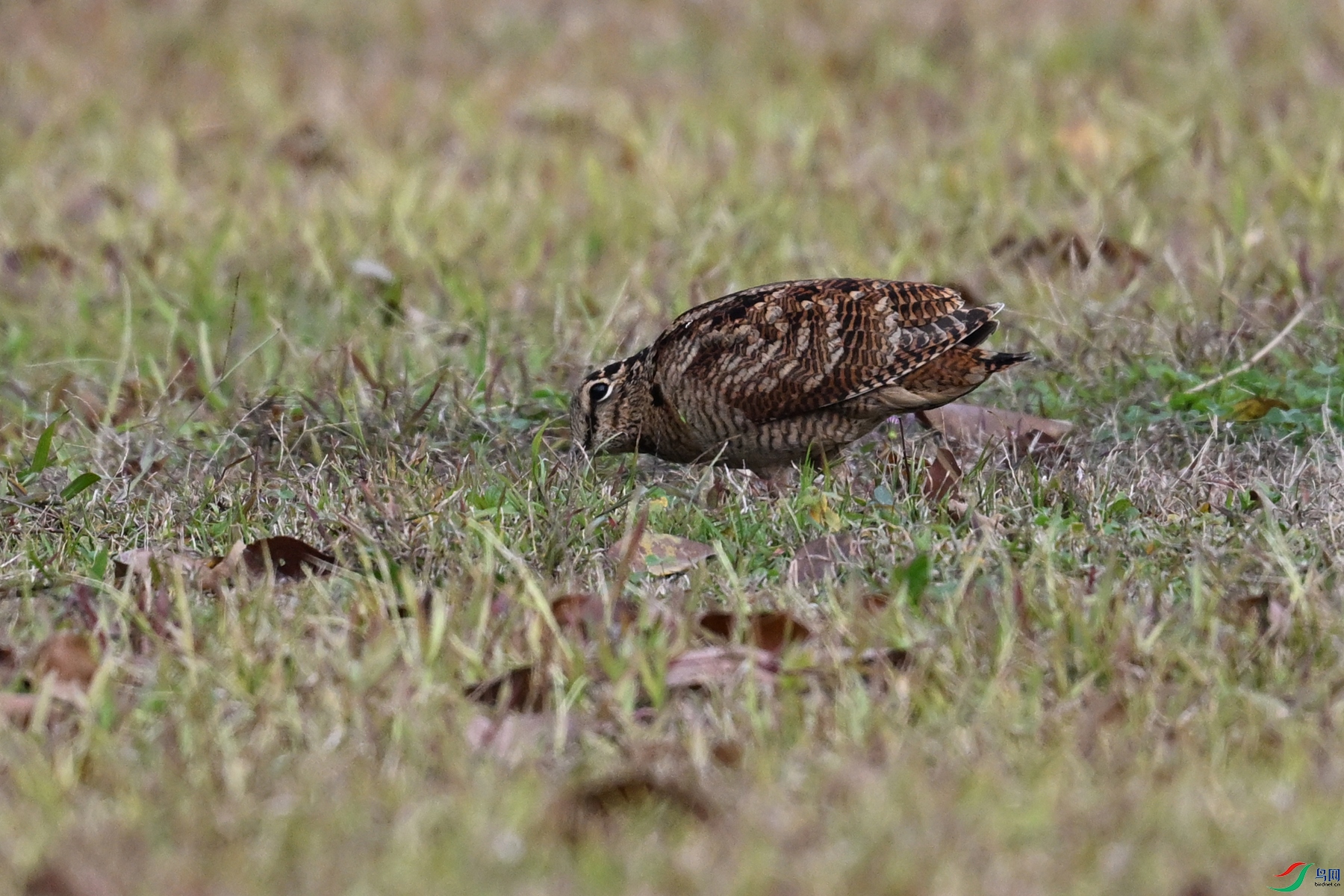 DSC_8467.JPG