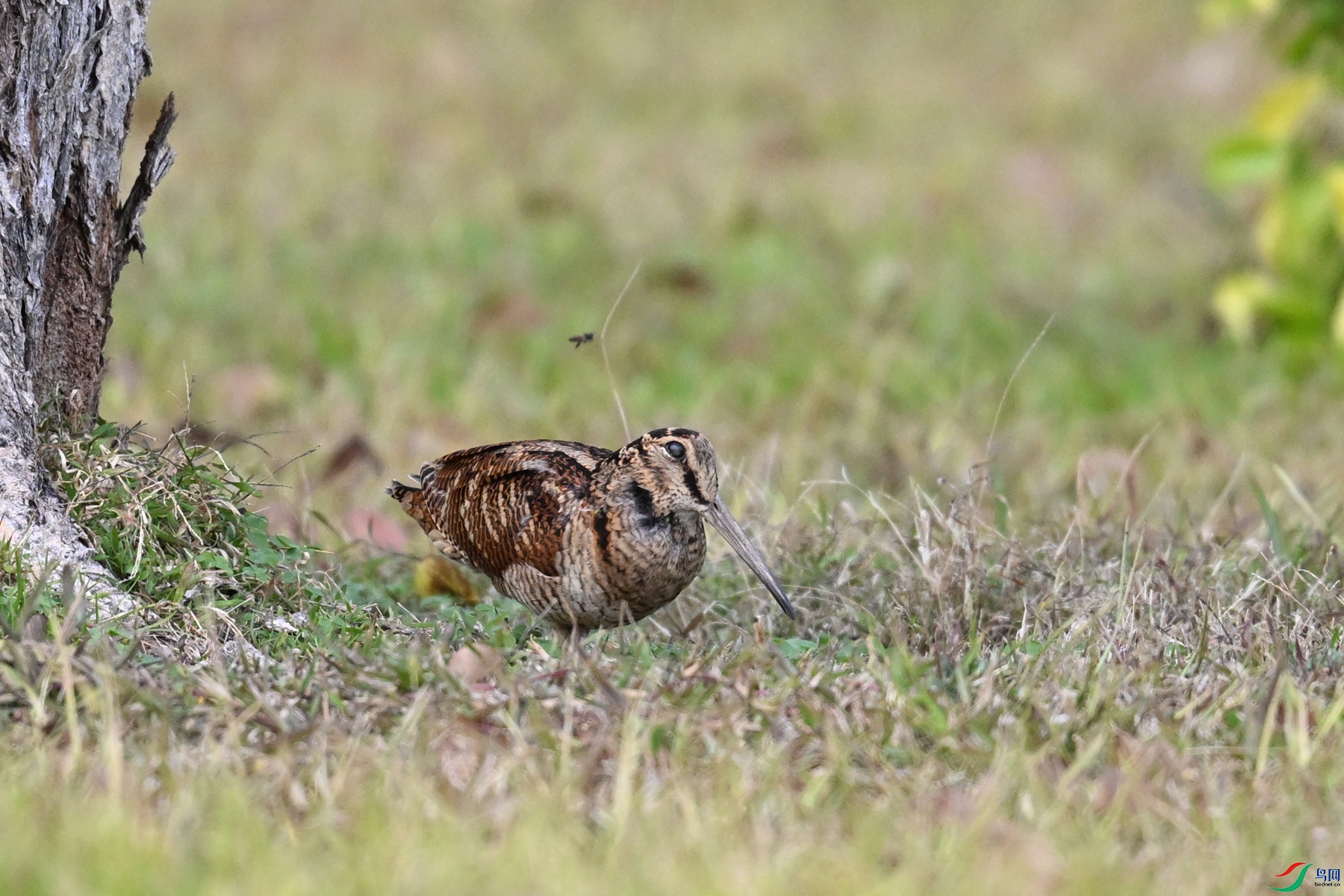 DSC_8521.JPG