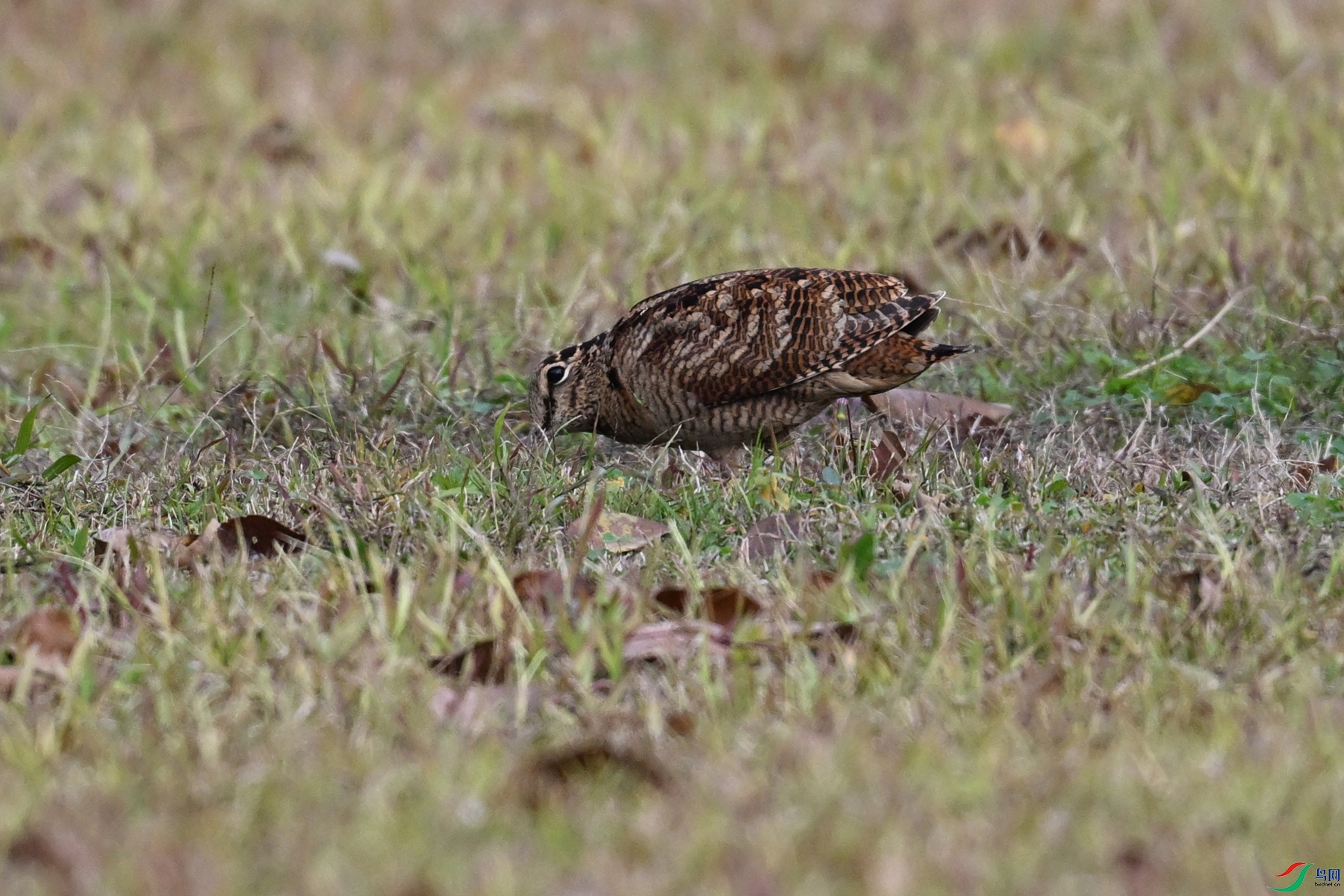 DSC_8468.JPG