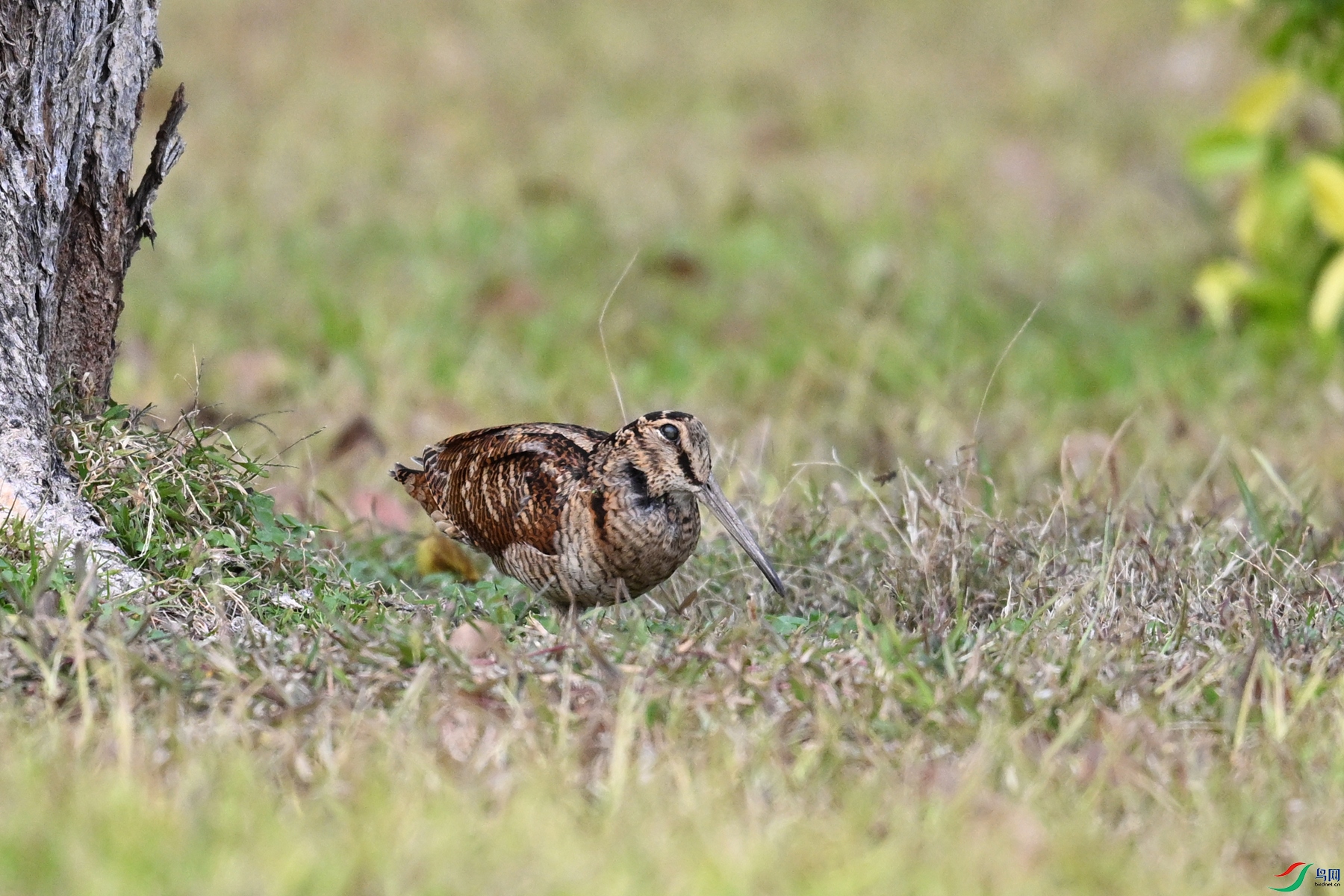 DSC_8525.JPG