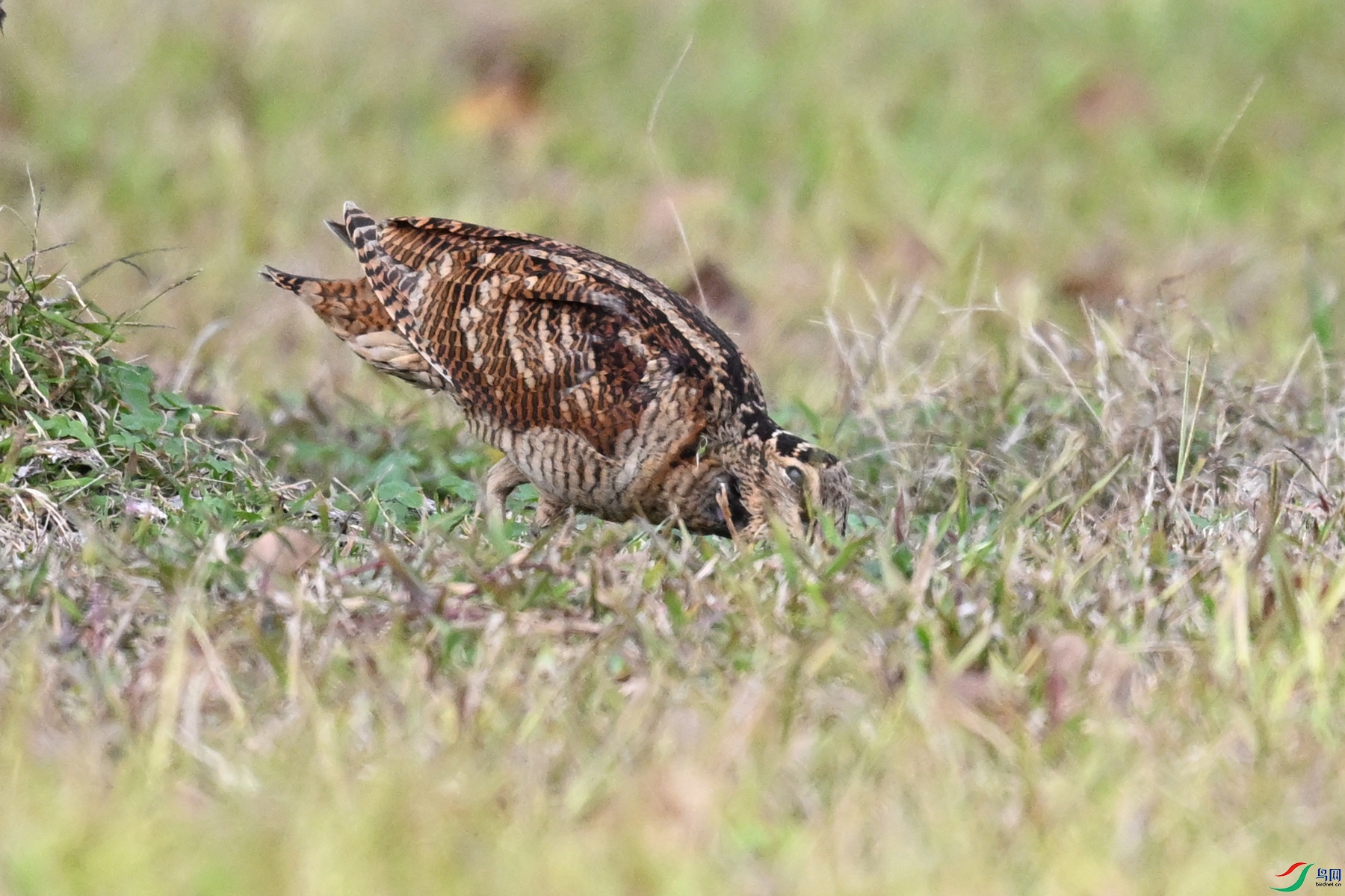 DSC_8542.JPG