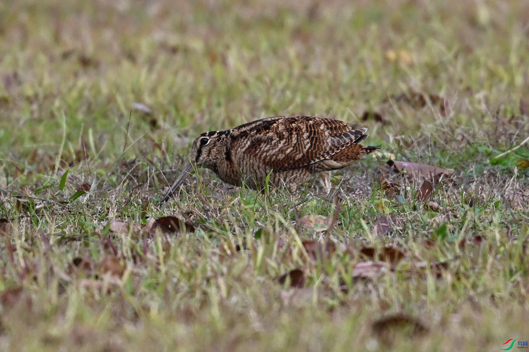 DSC_8471.JPG