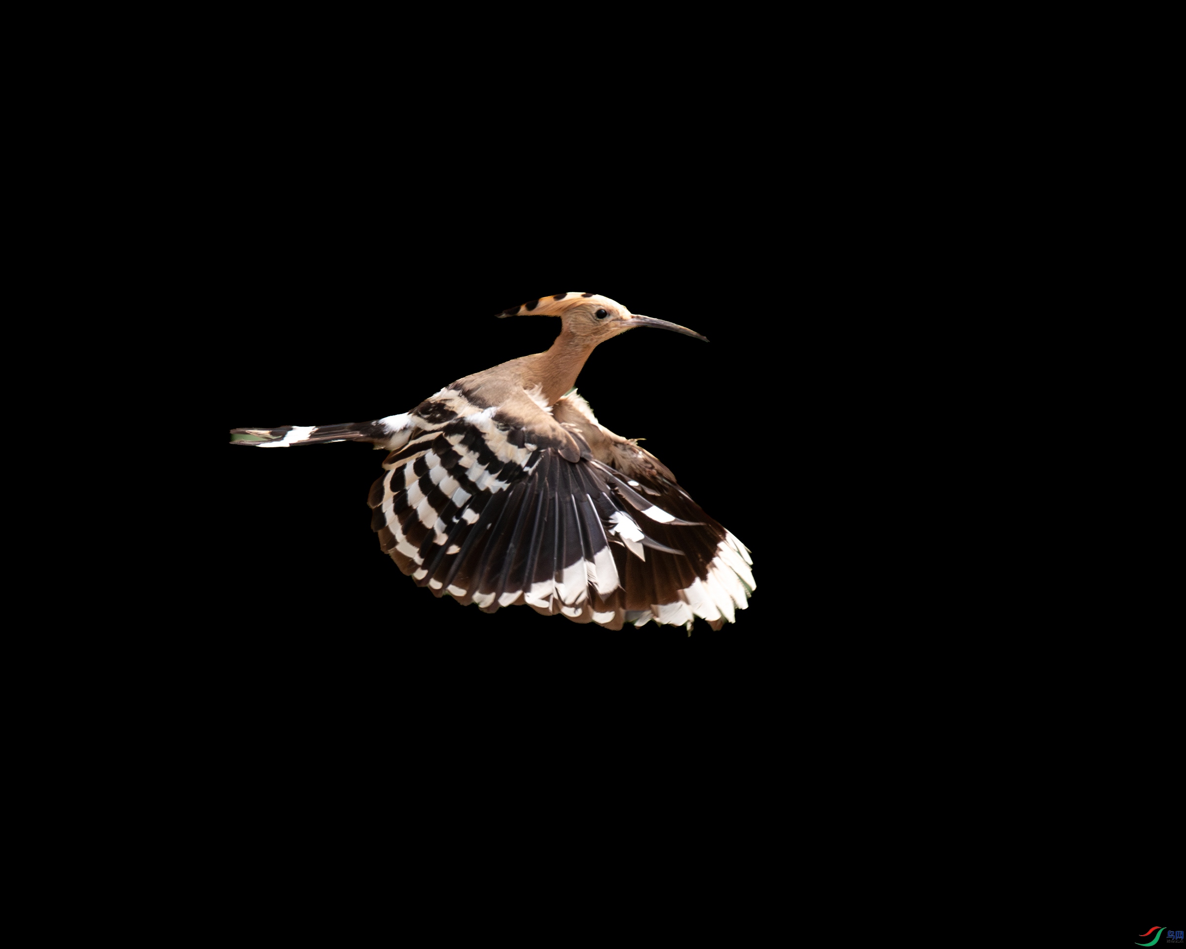 AV6I3384�Ĵ�26-5-11.jpg