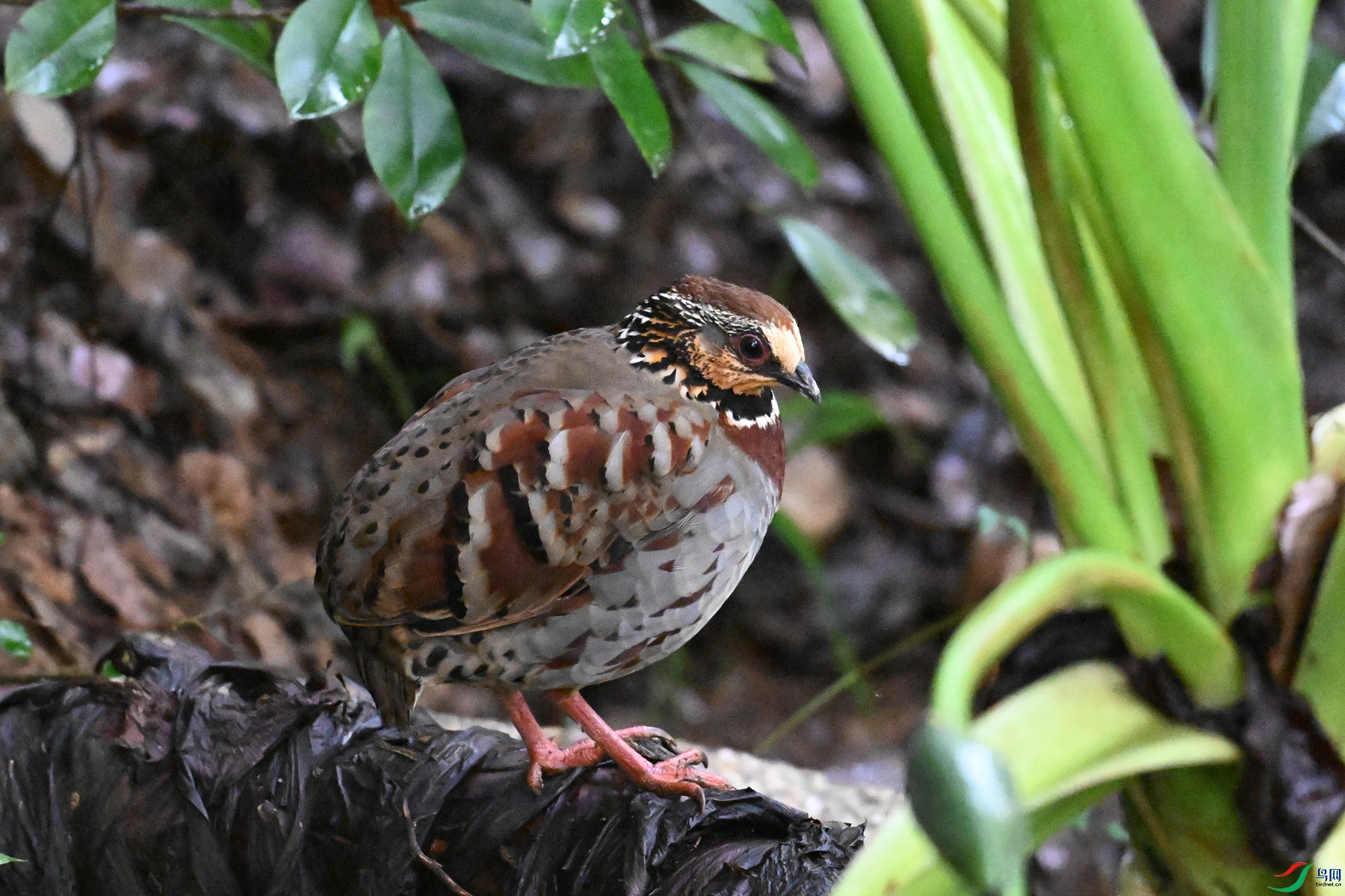 DSC_3630.JPG
