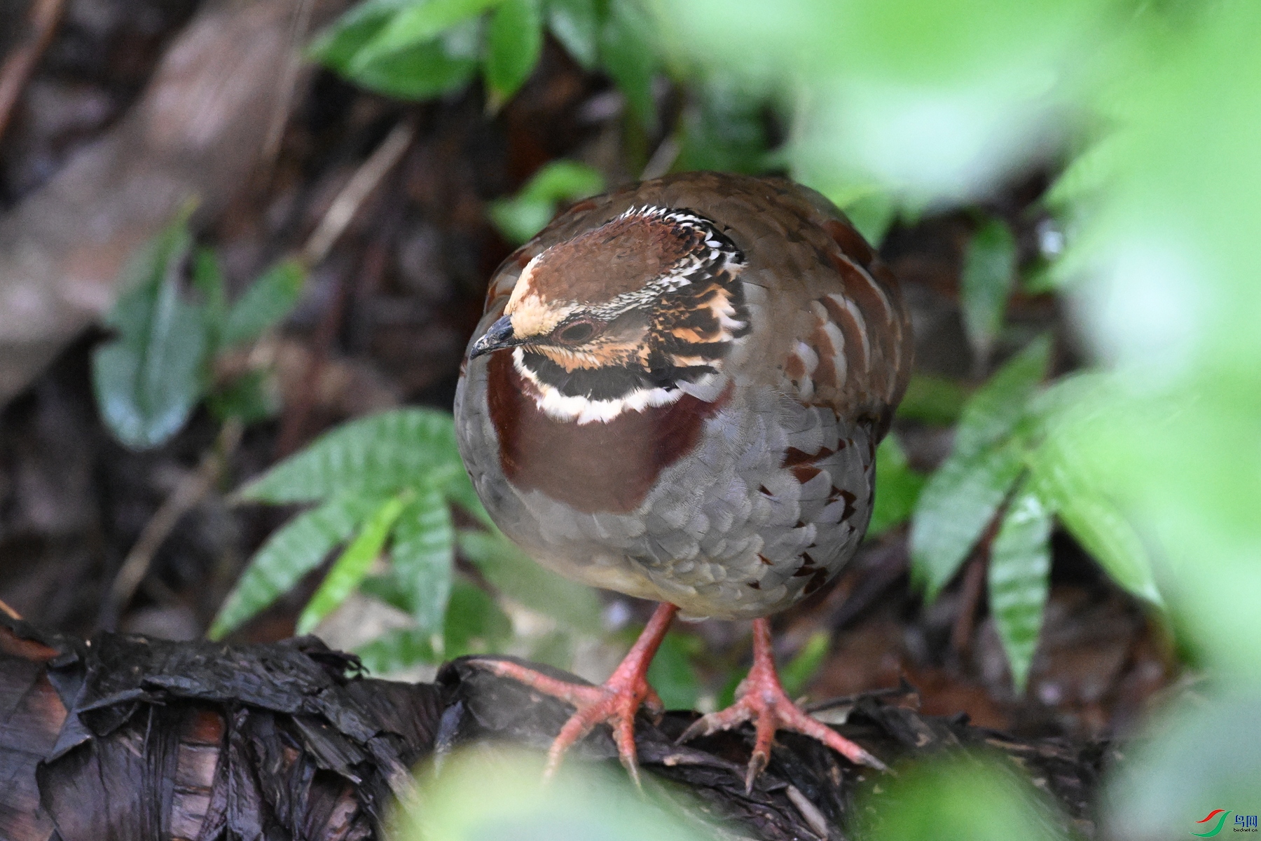 DSC_3687.JPG