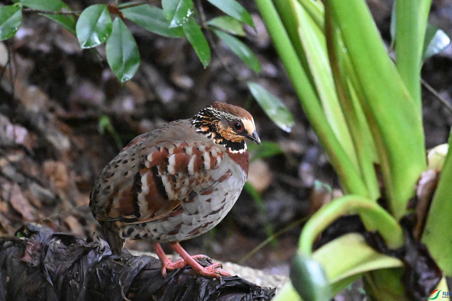 DSC_3633.JPG