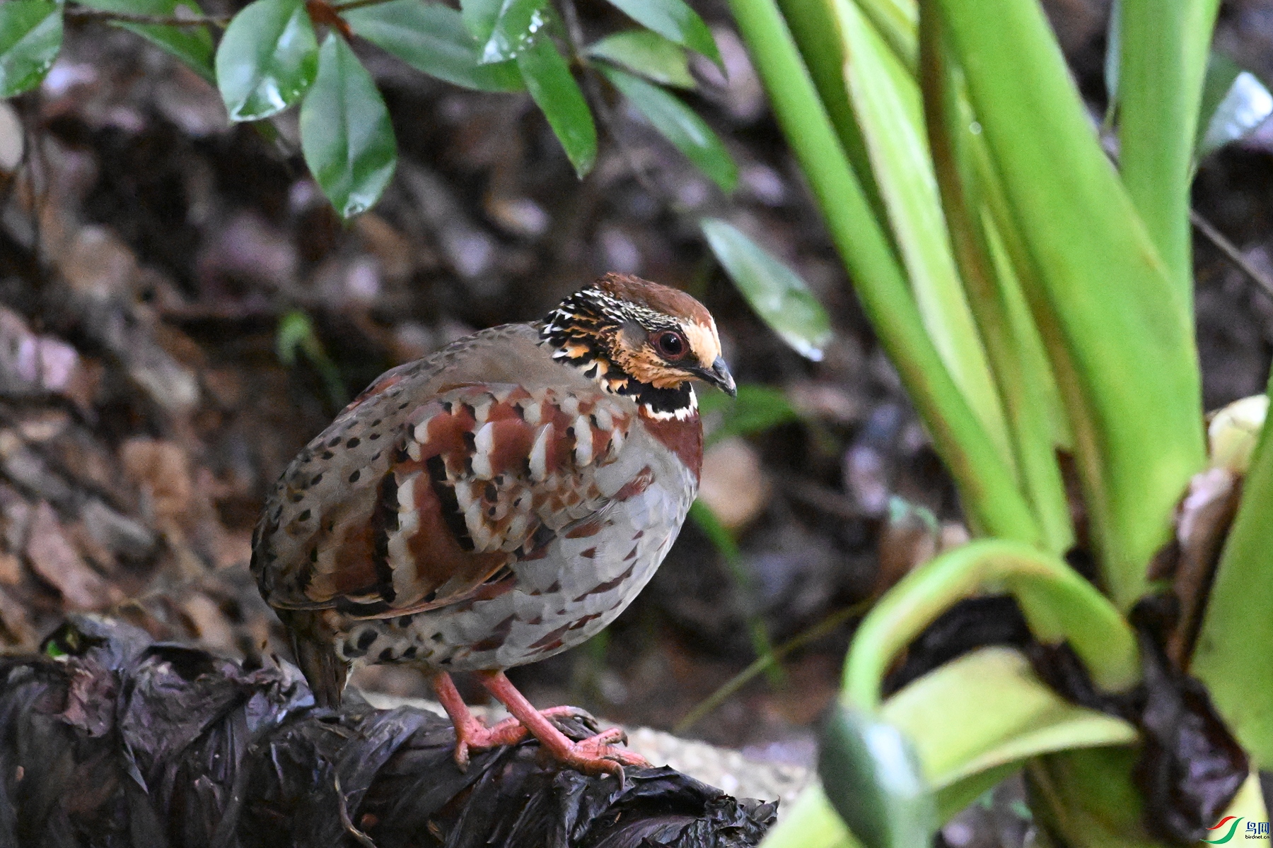 DSC_3636.JPG