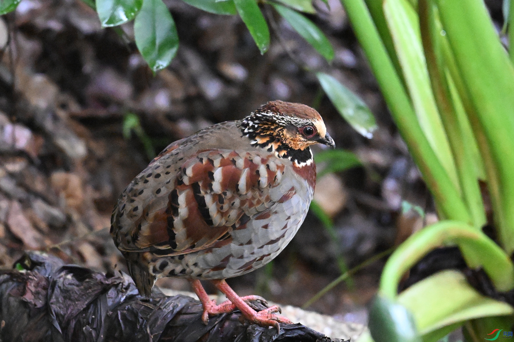 DSC_3642.JPG