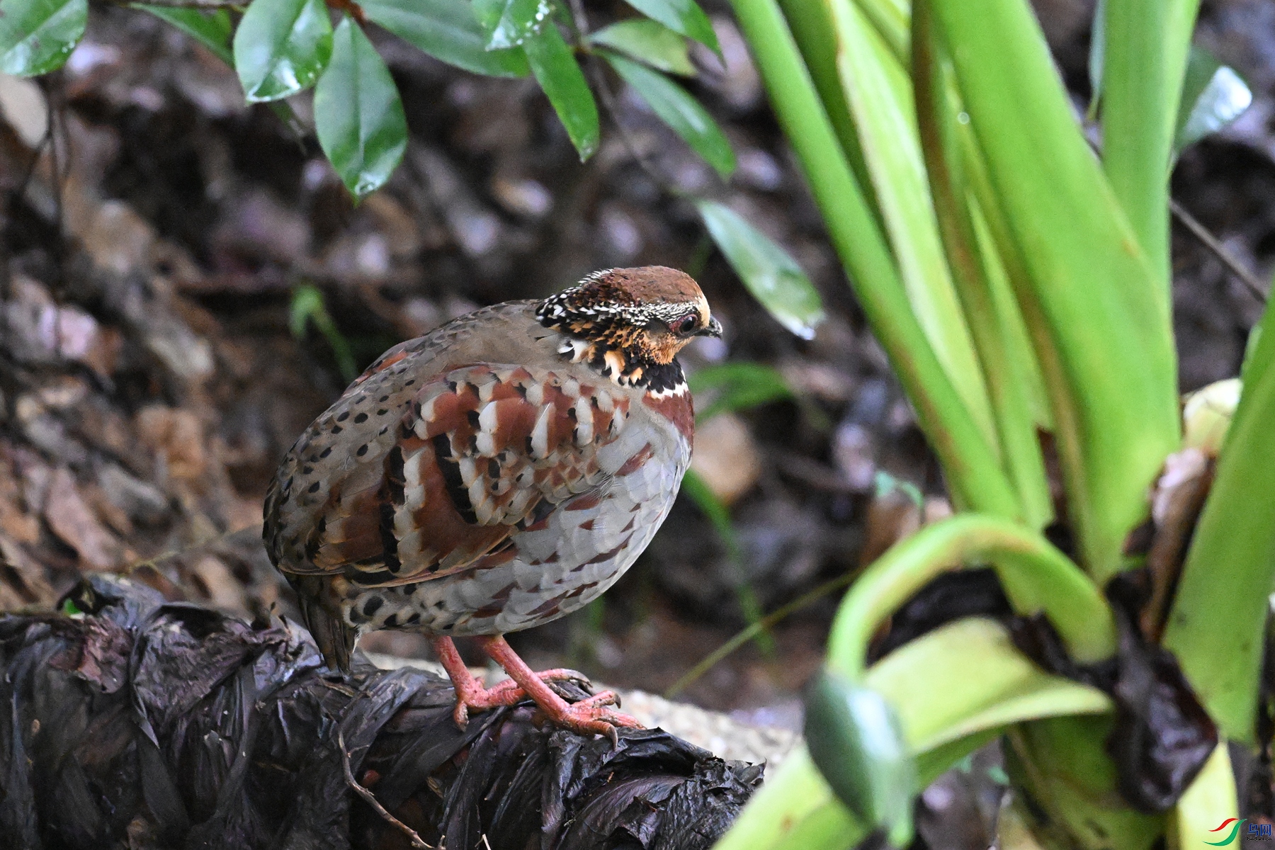DSC_3648.JPG