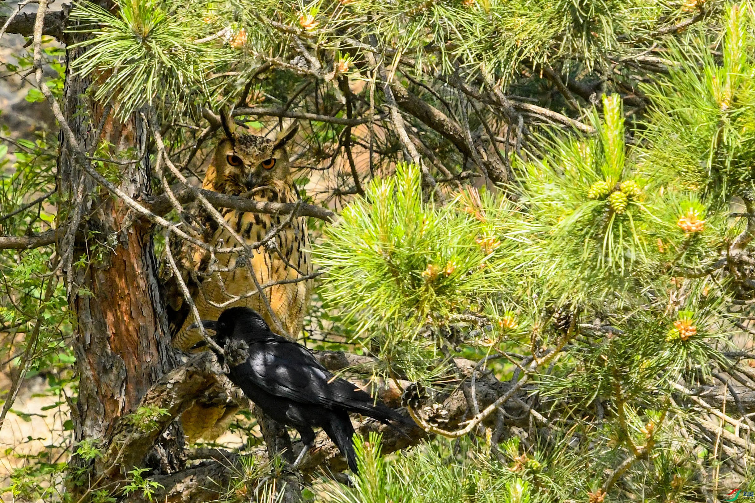 DSC_0524.jpg