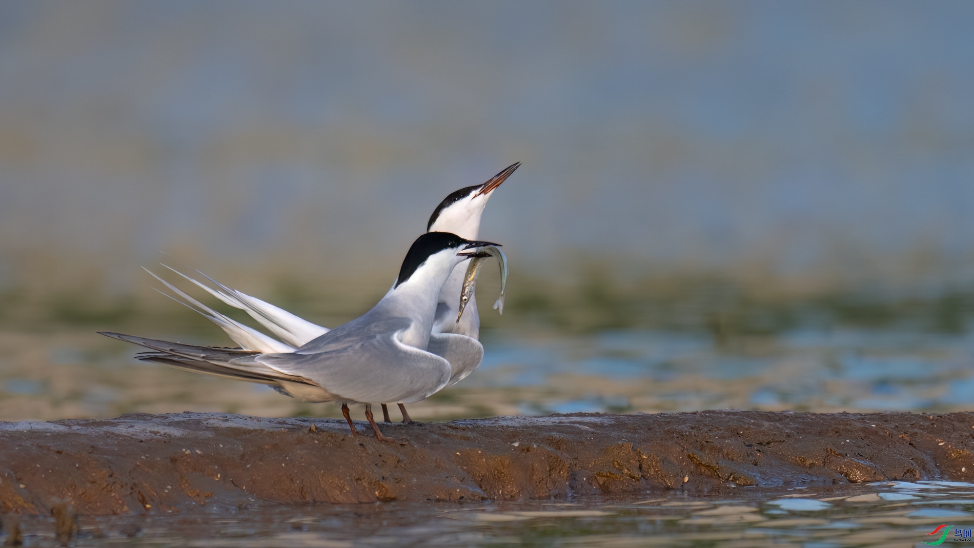 DSC_7173sen2026-5-5-35-�༭.jpg