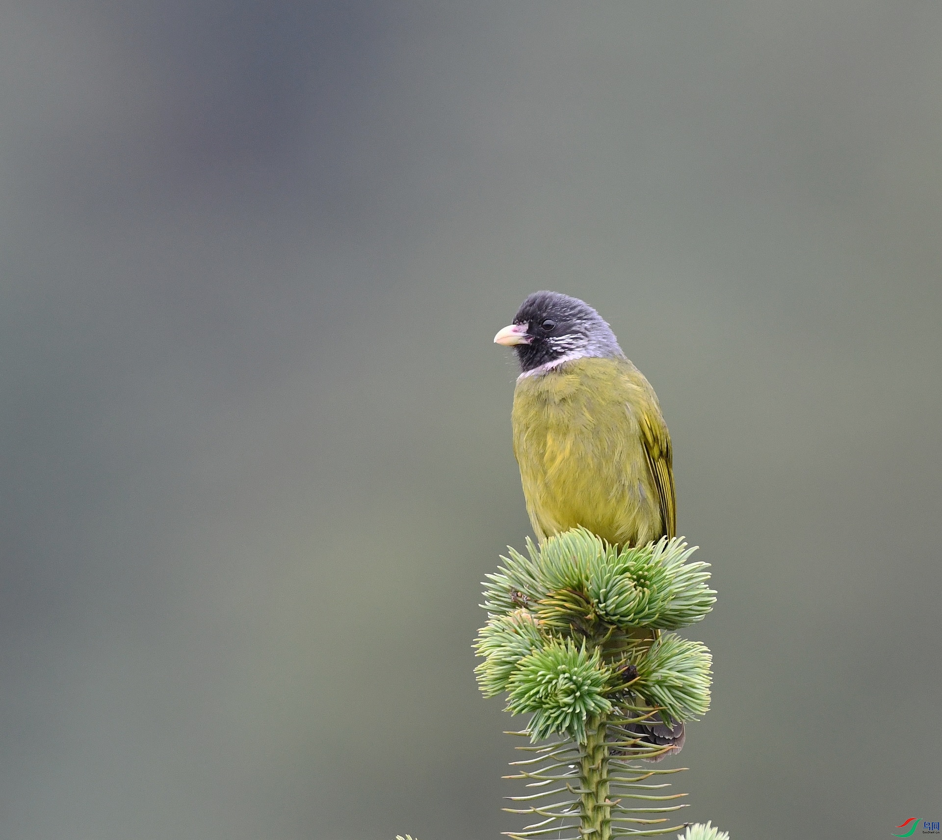DSC_2532.jpg