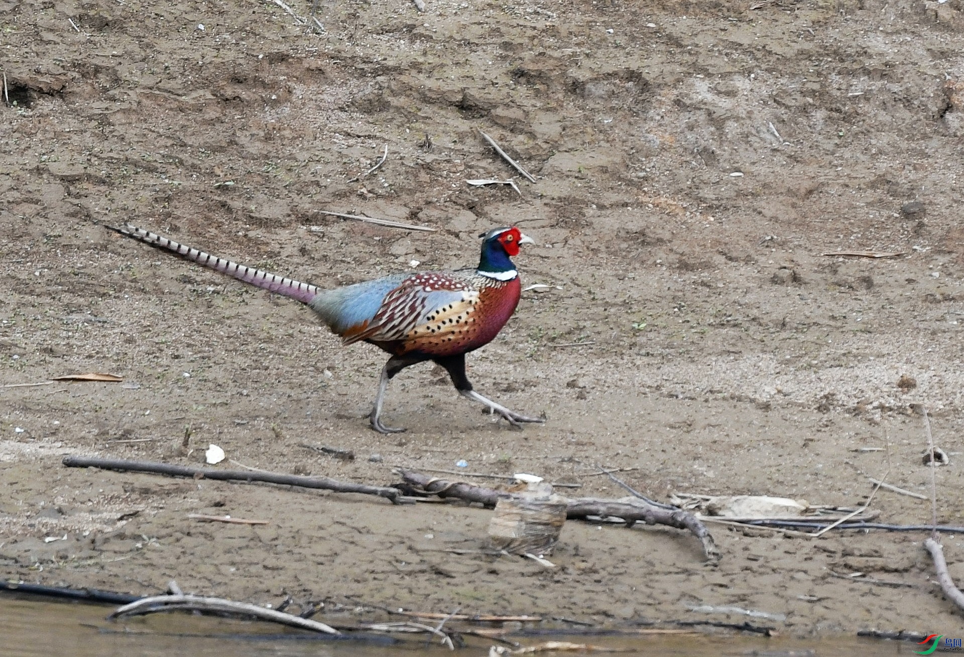 DSC_9247.jpg