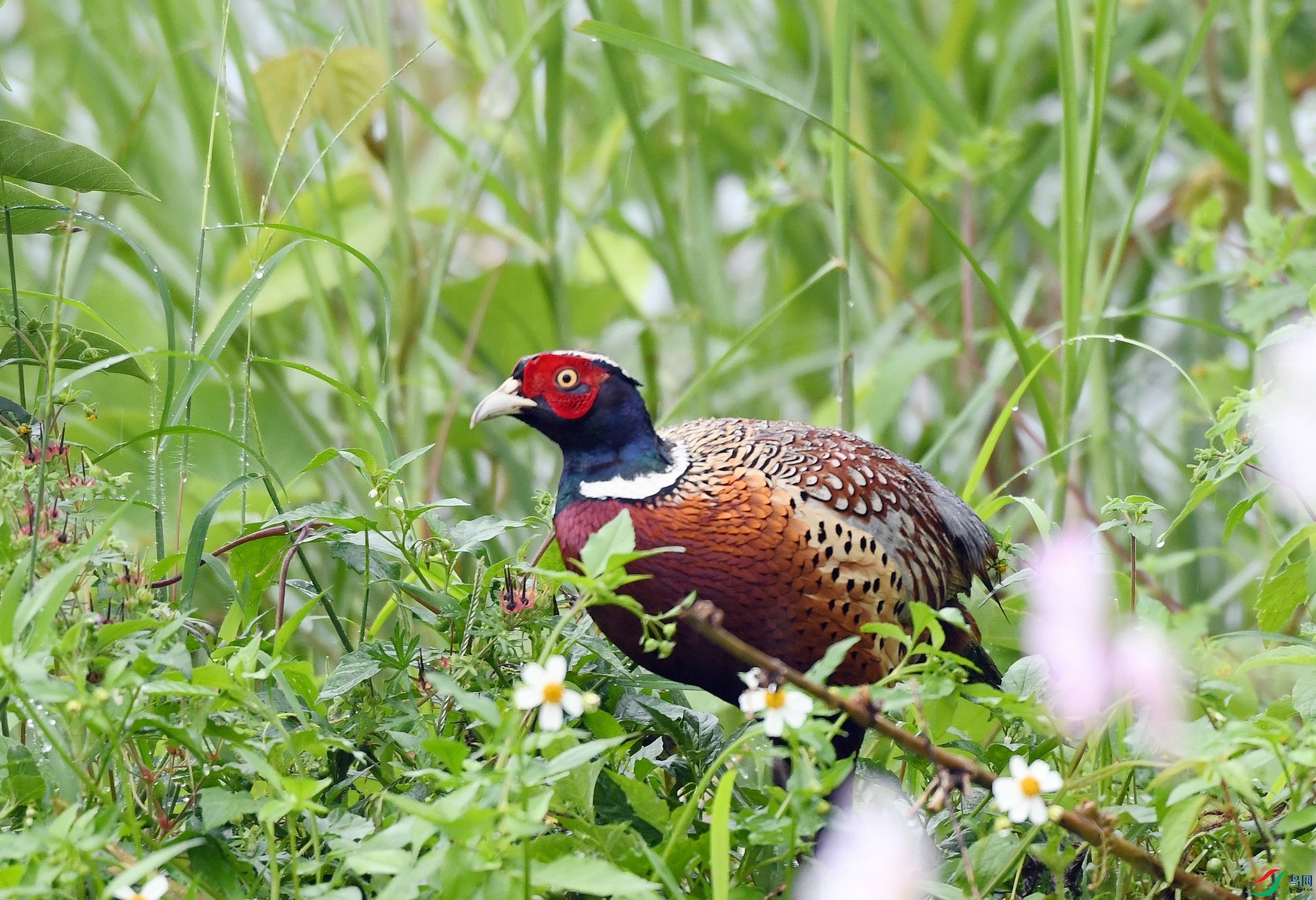 DSC_2393.jpg