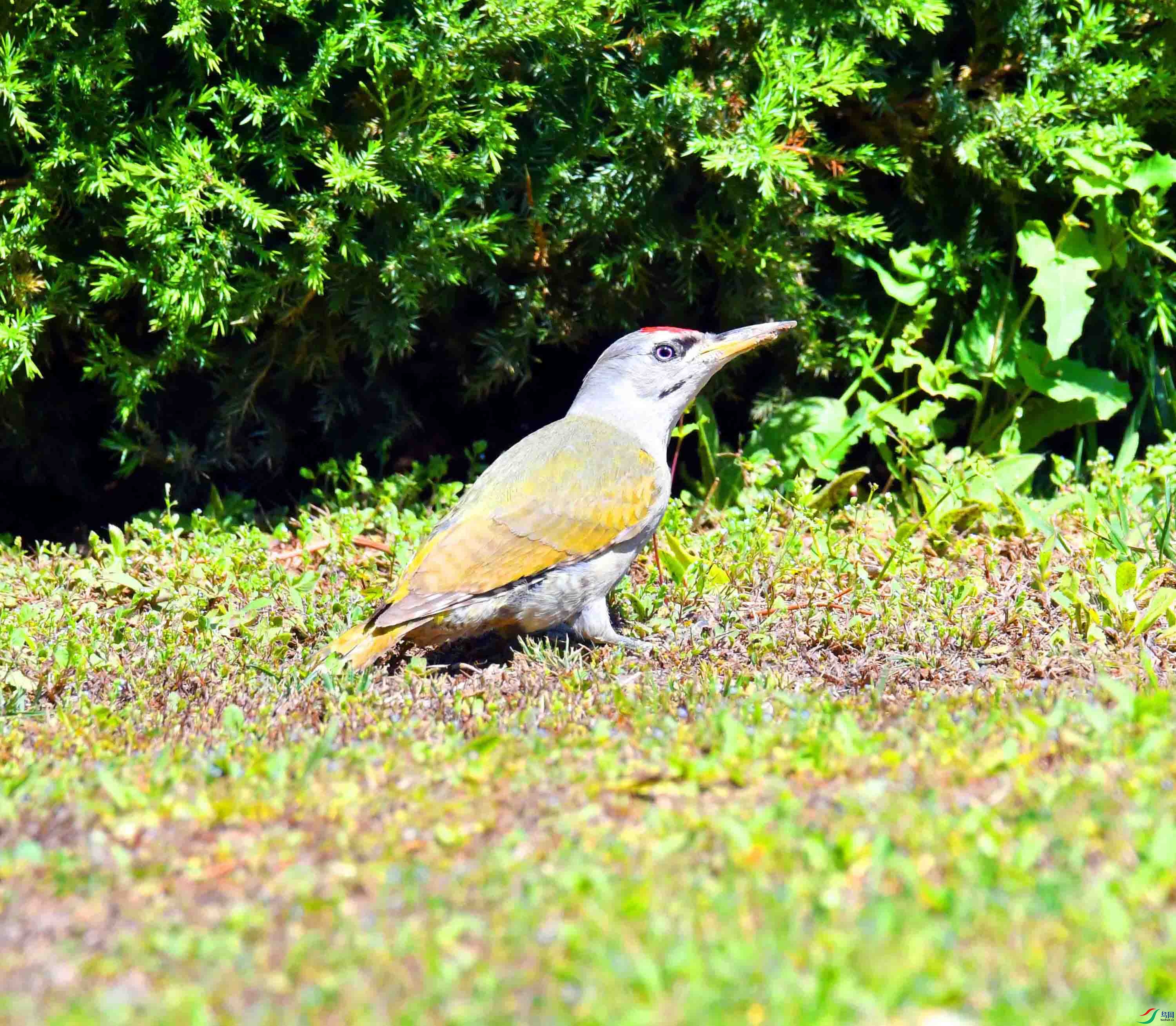 DSC_2453.JPG