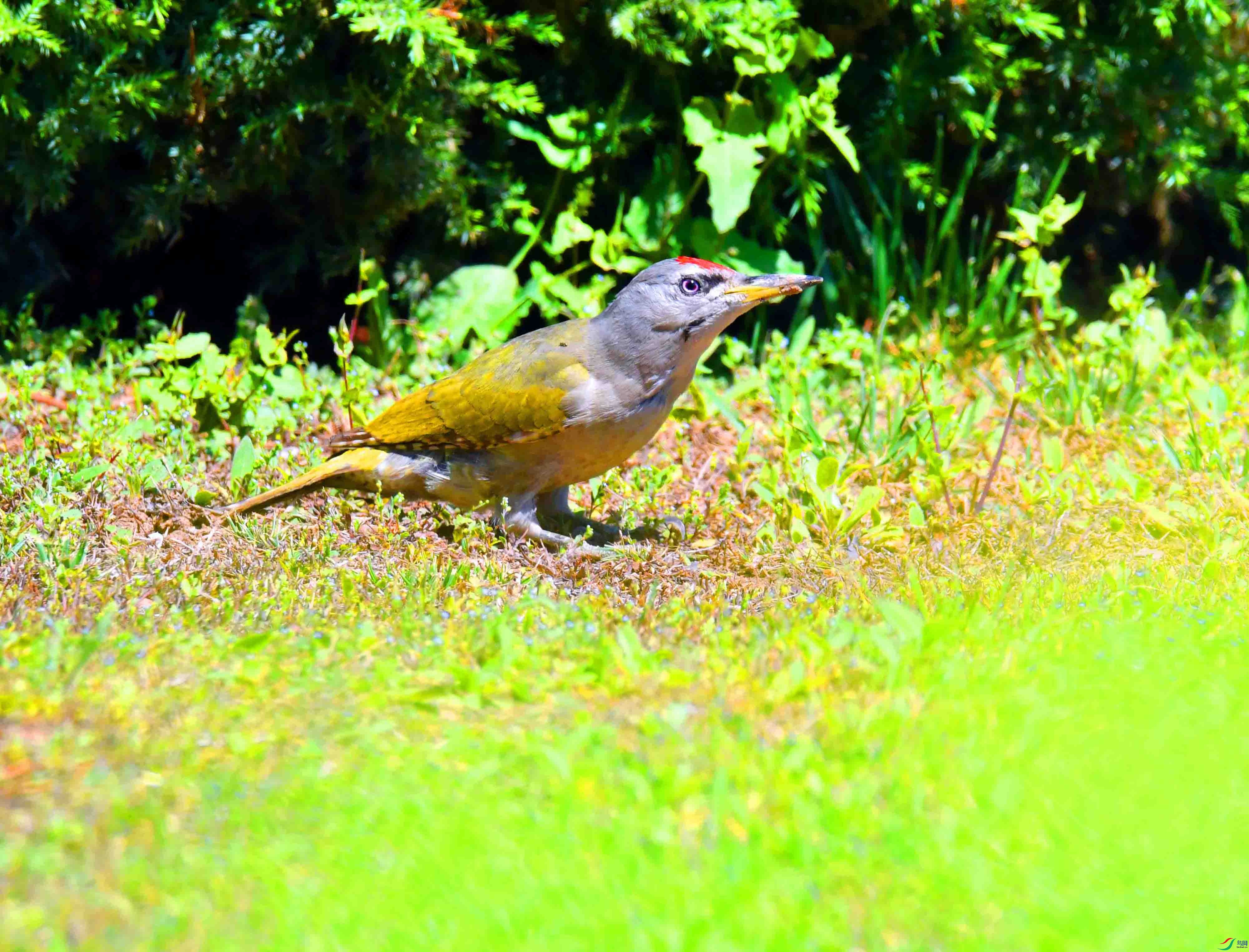 DSC_2475.JPG