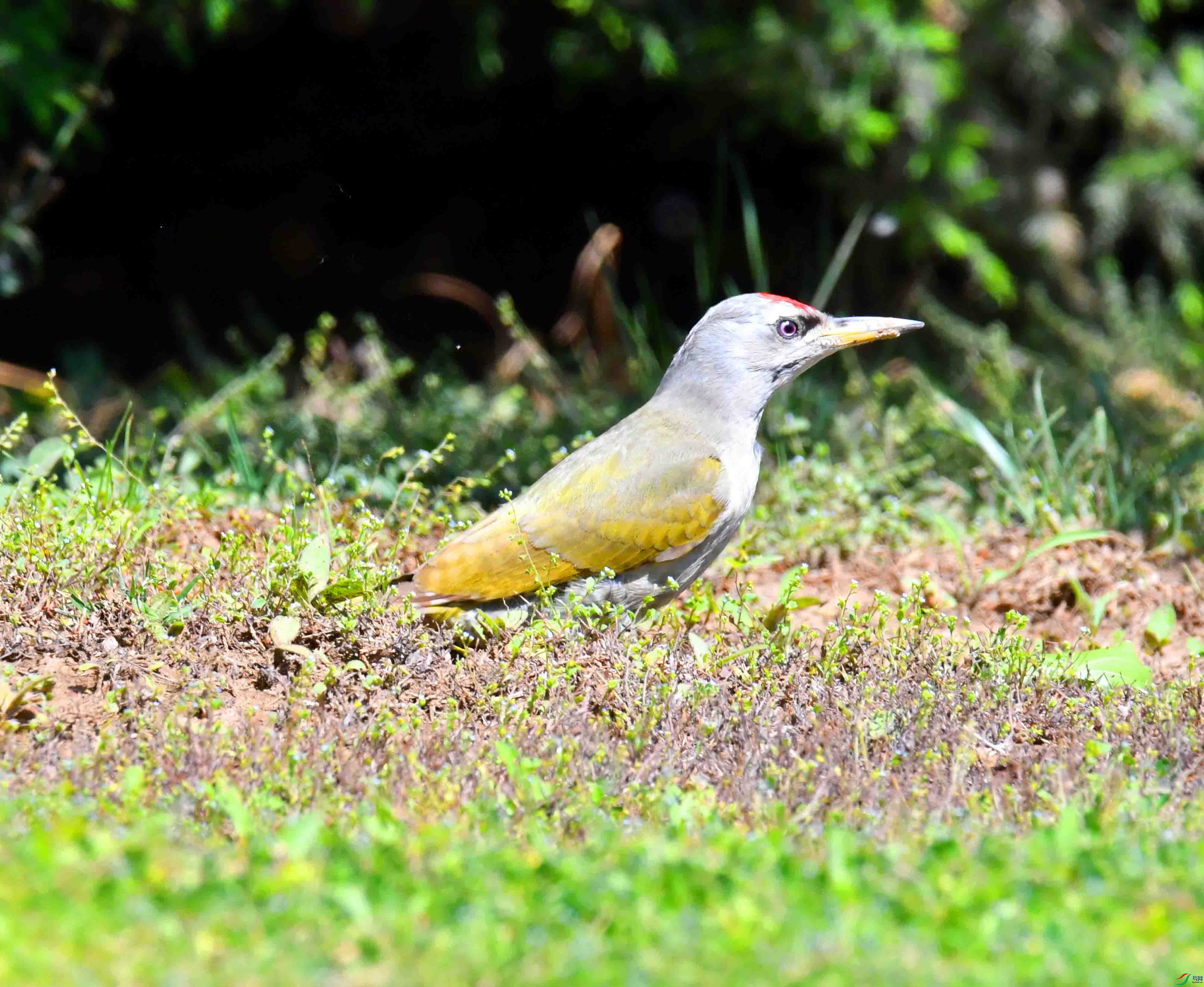 DSC_2486.JPG