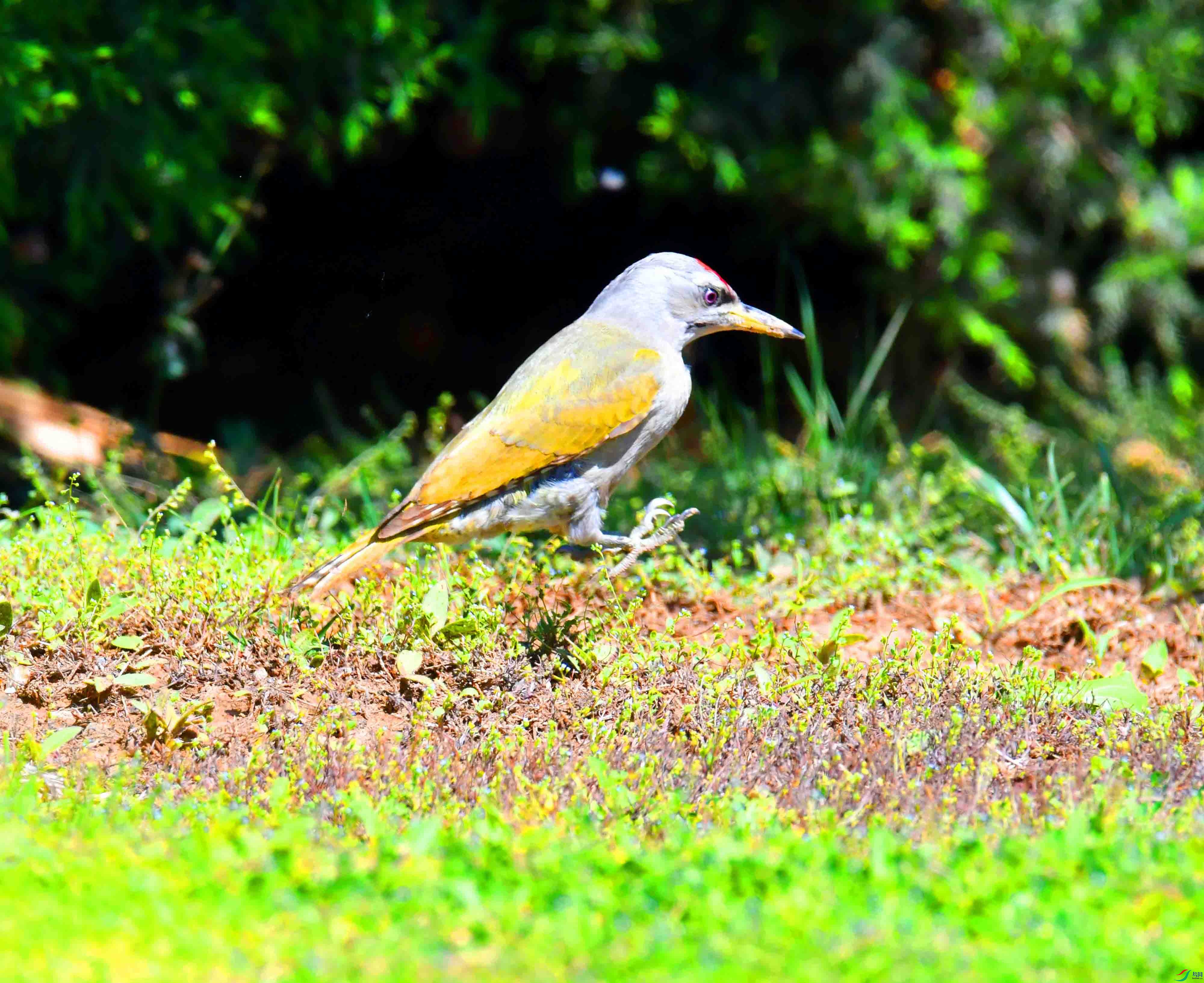 DSC_2485.JPG