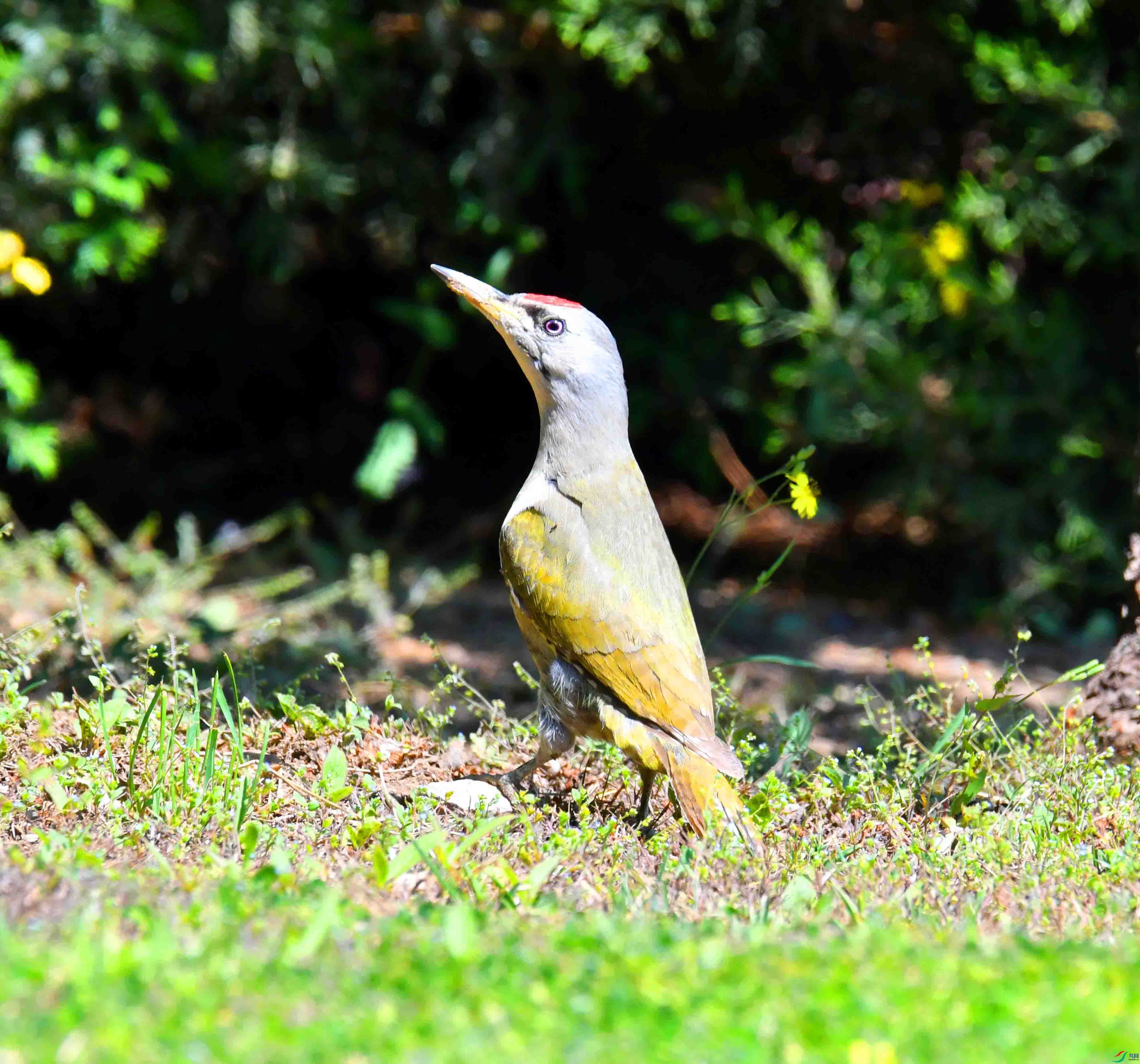 DSC_2491.JPG