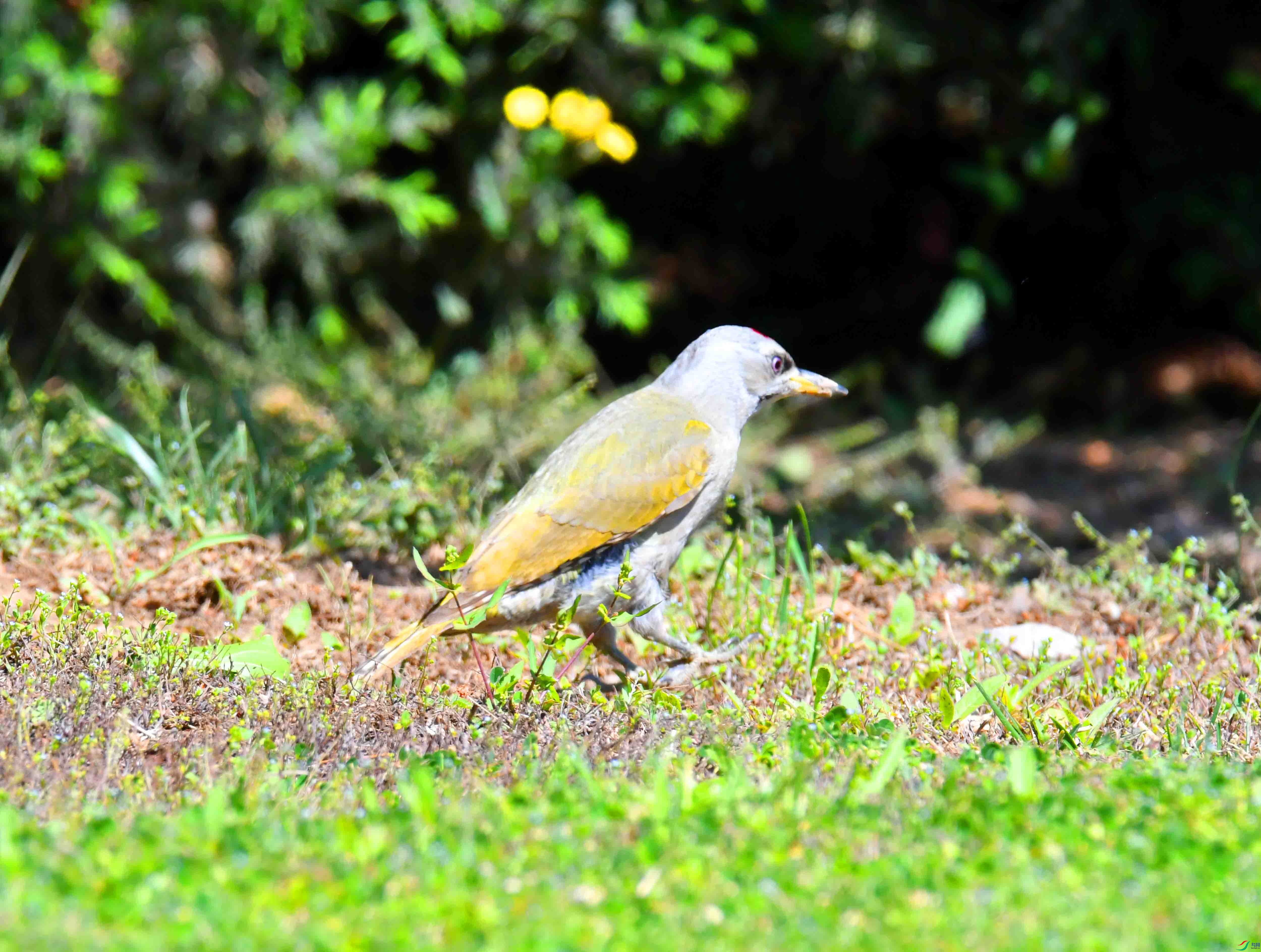 DSC_2489.JPG