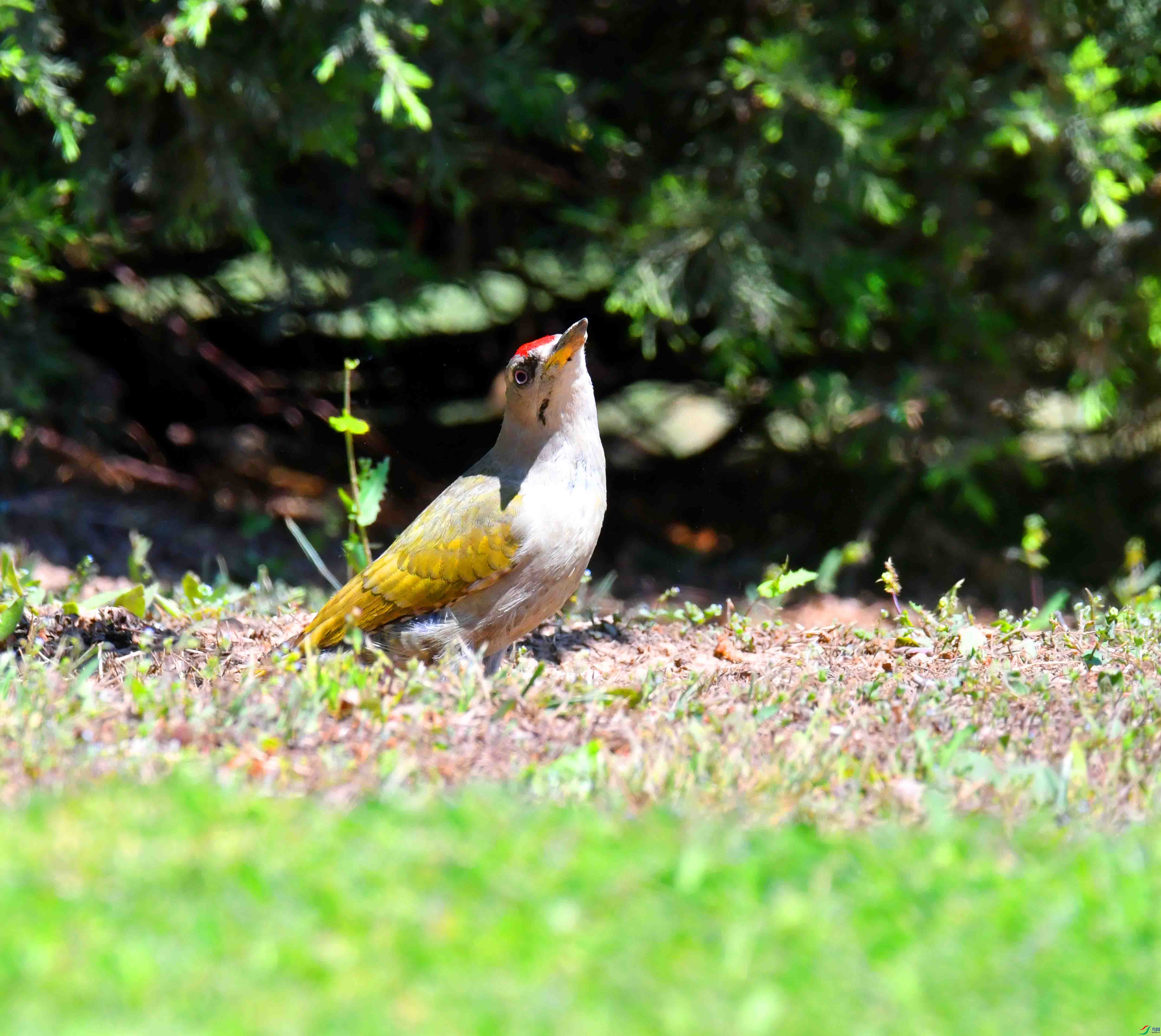 DSC_2503.JPG