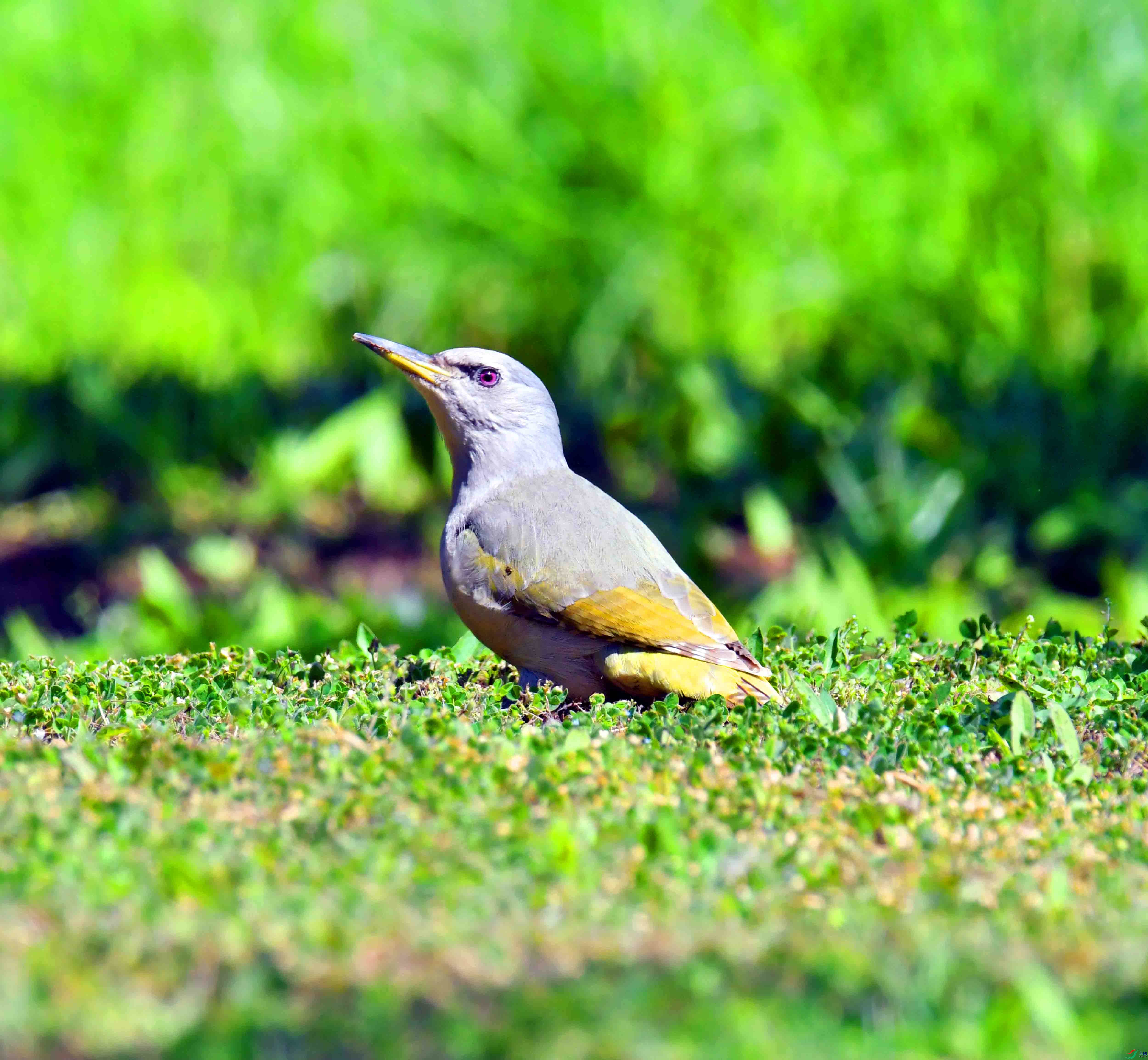 DSC_2510.JPG