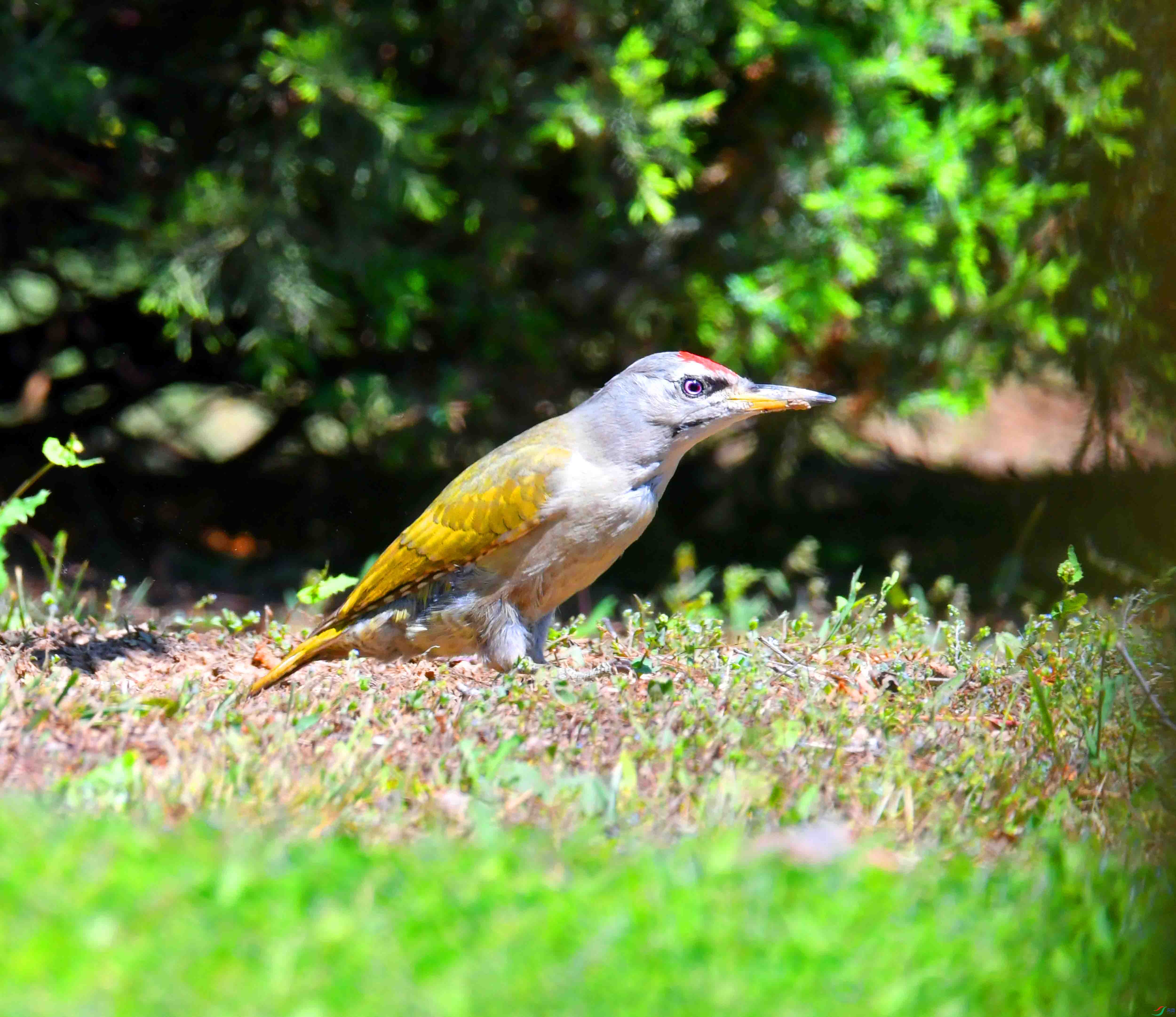 DSC_2505.JPG