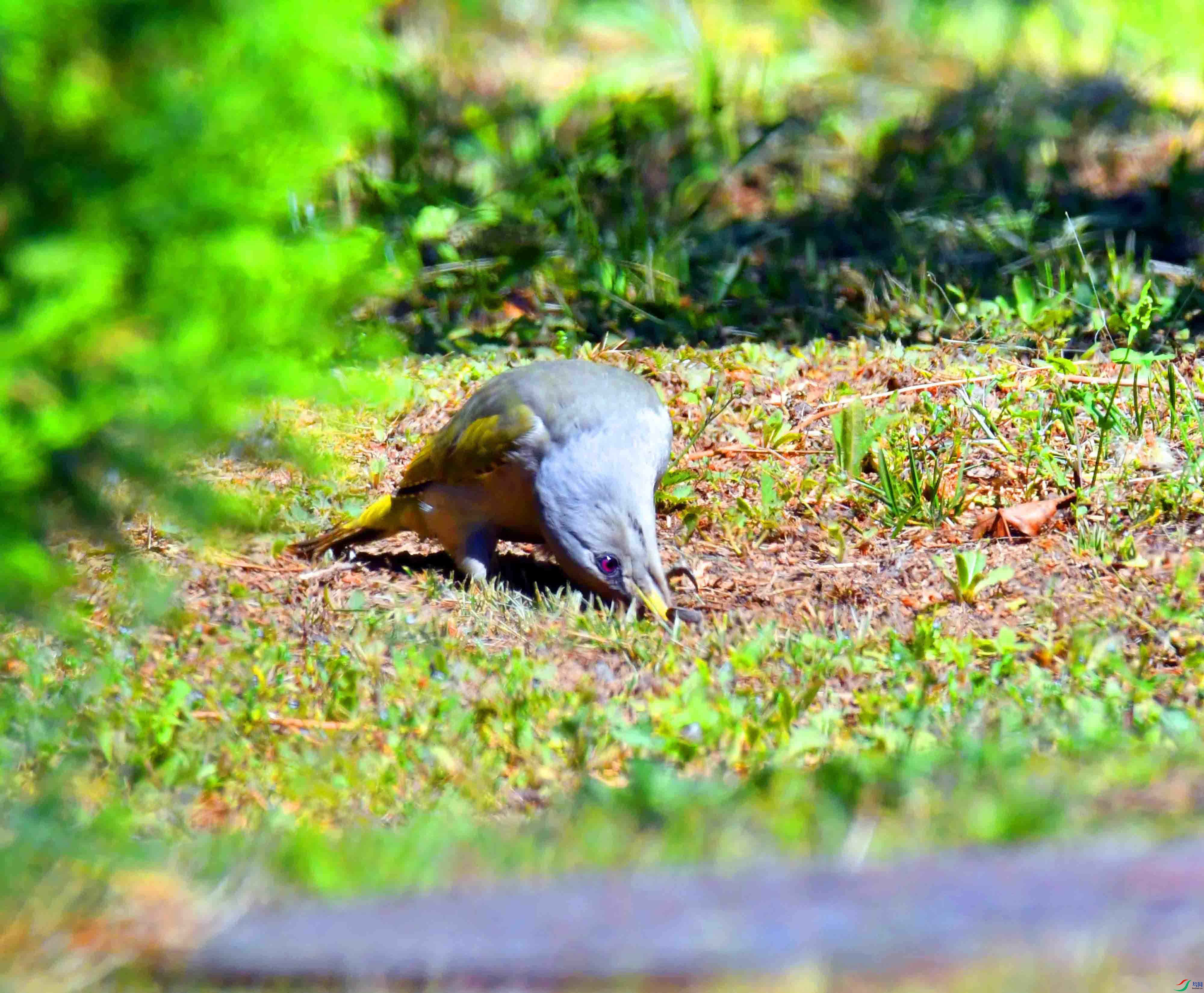 DSC_2528.JPG