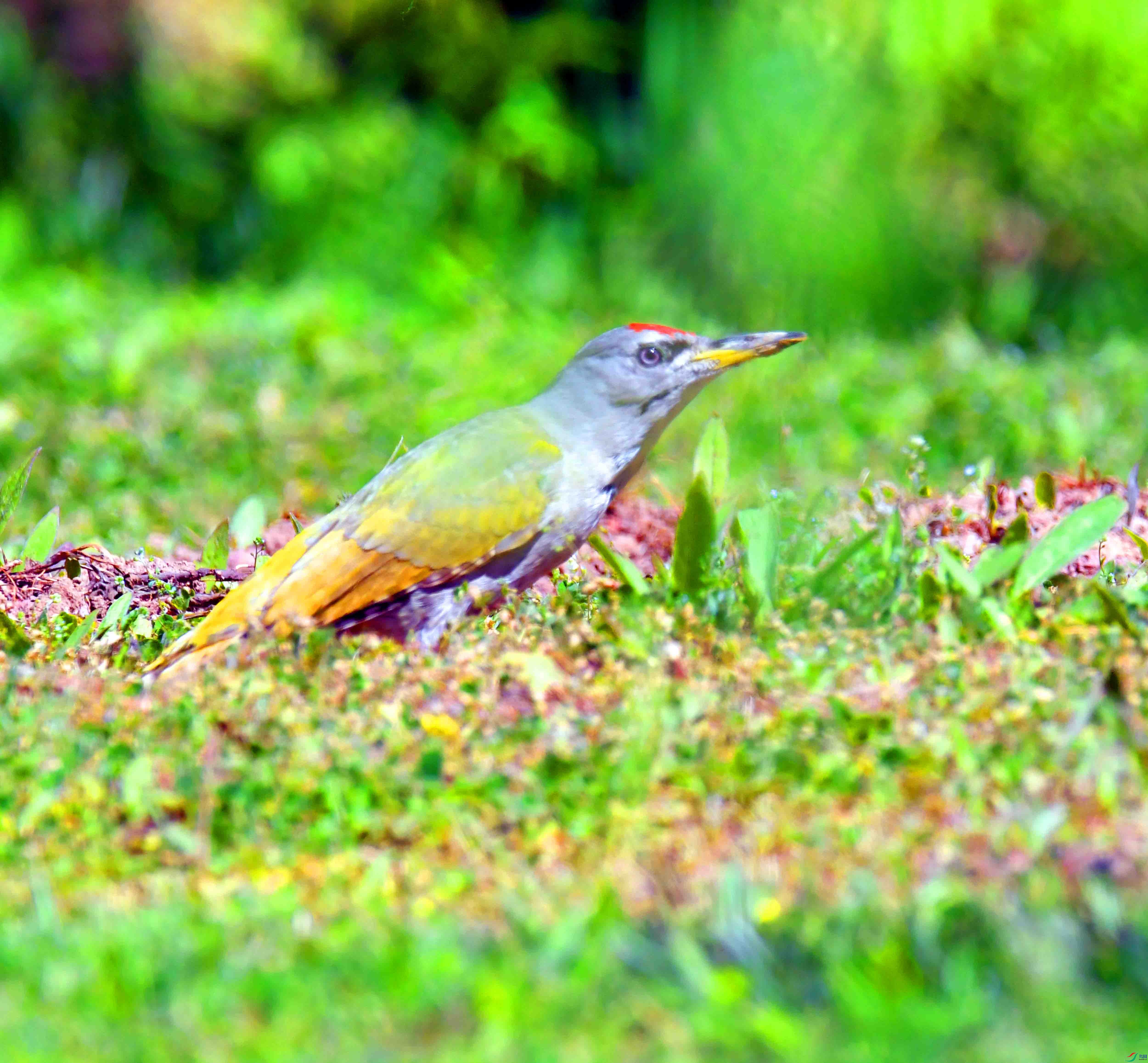 DSC_2515.JPG