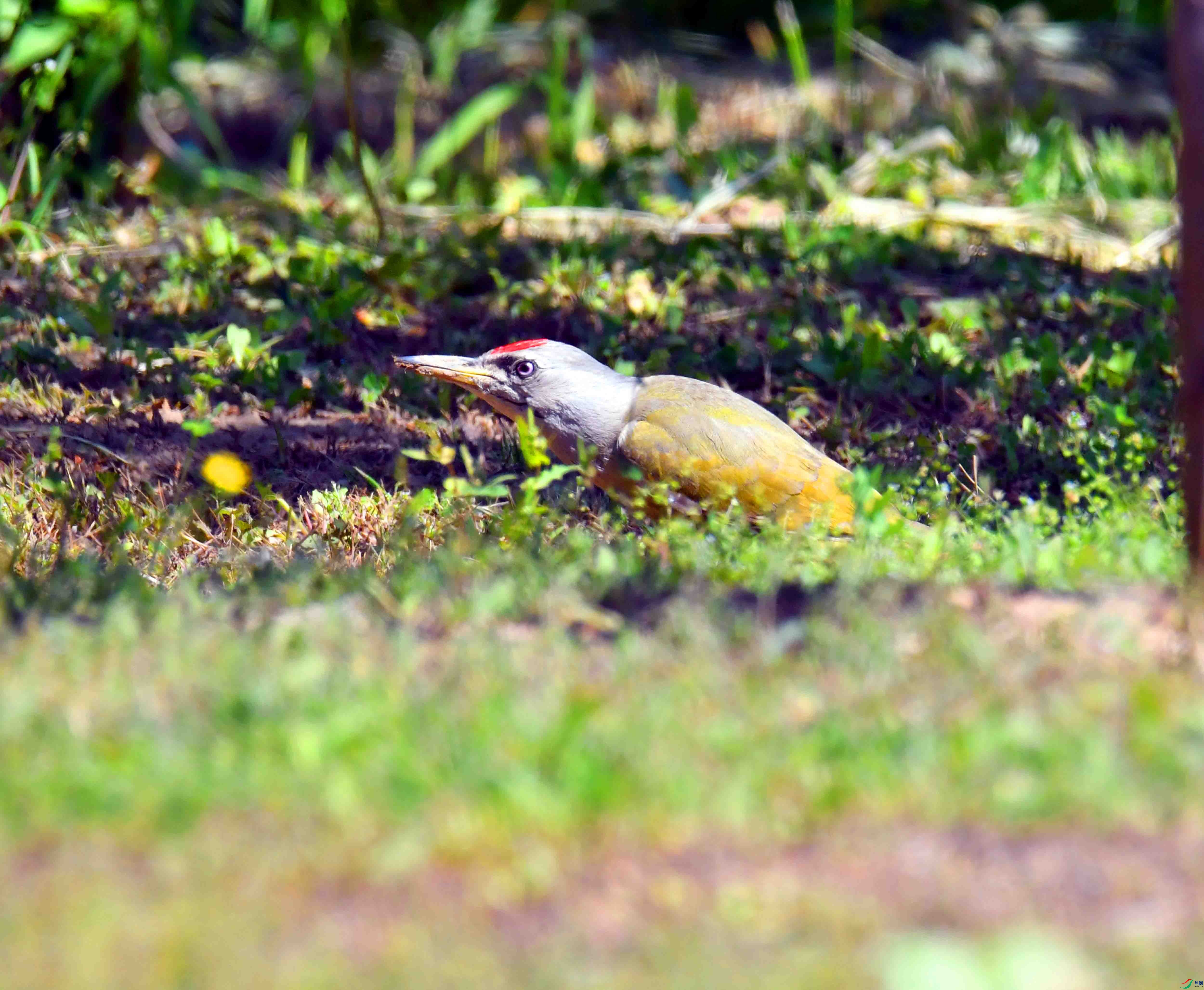 DSC_2530.JPG