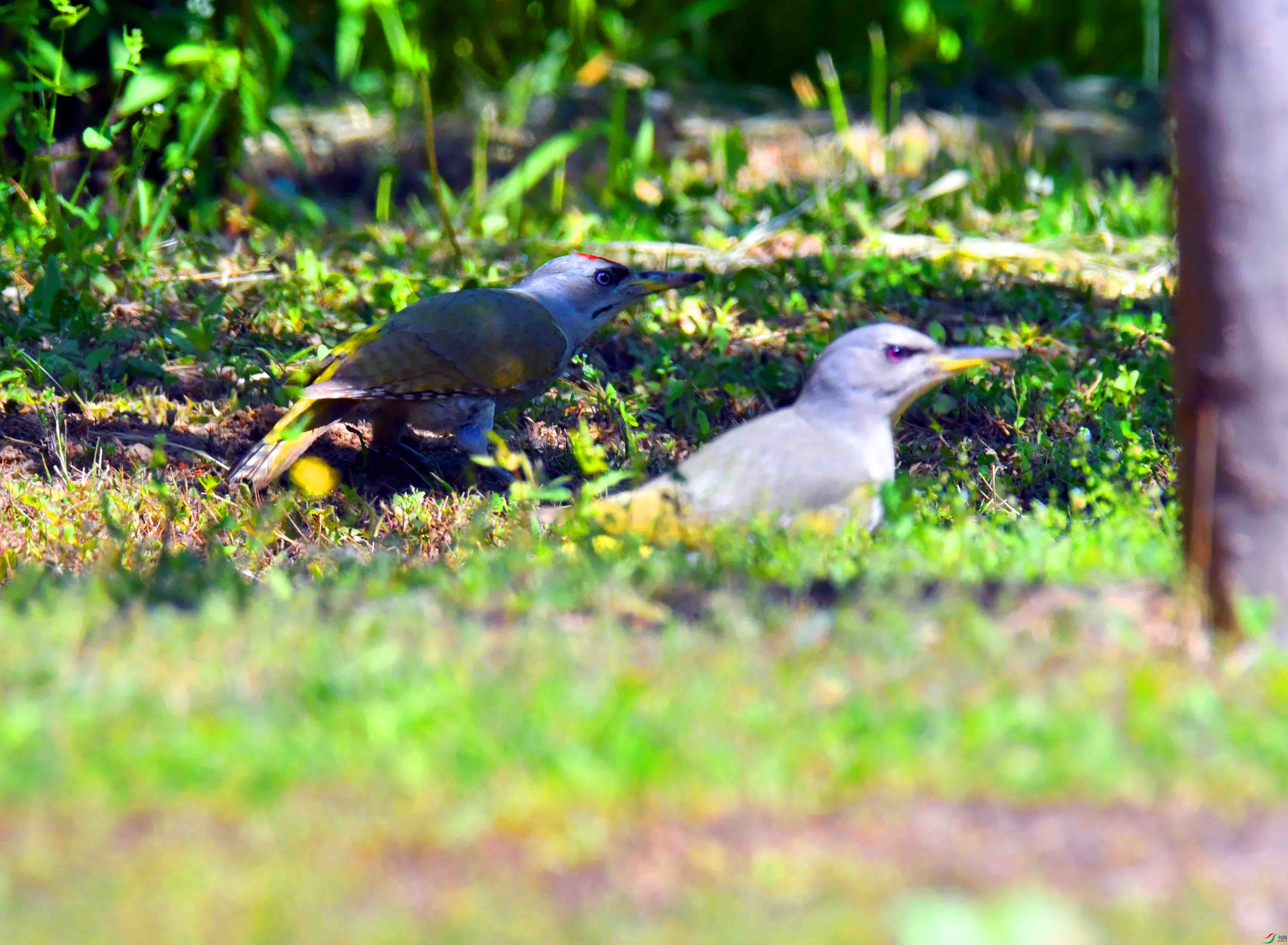 DSC_2565.JPG