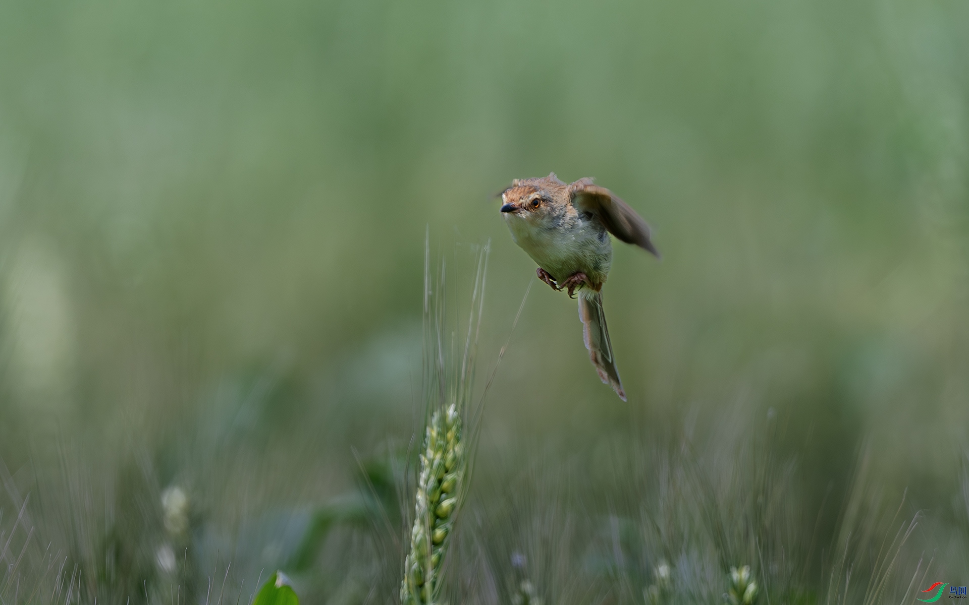 DSC_4359-����ǿ-NR ����.jpg