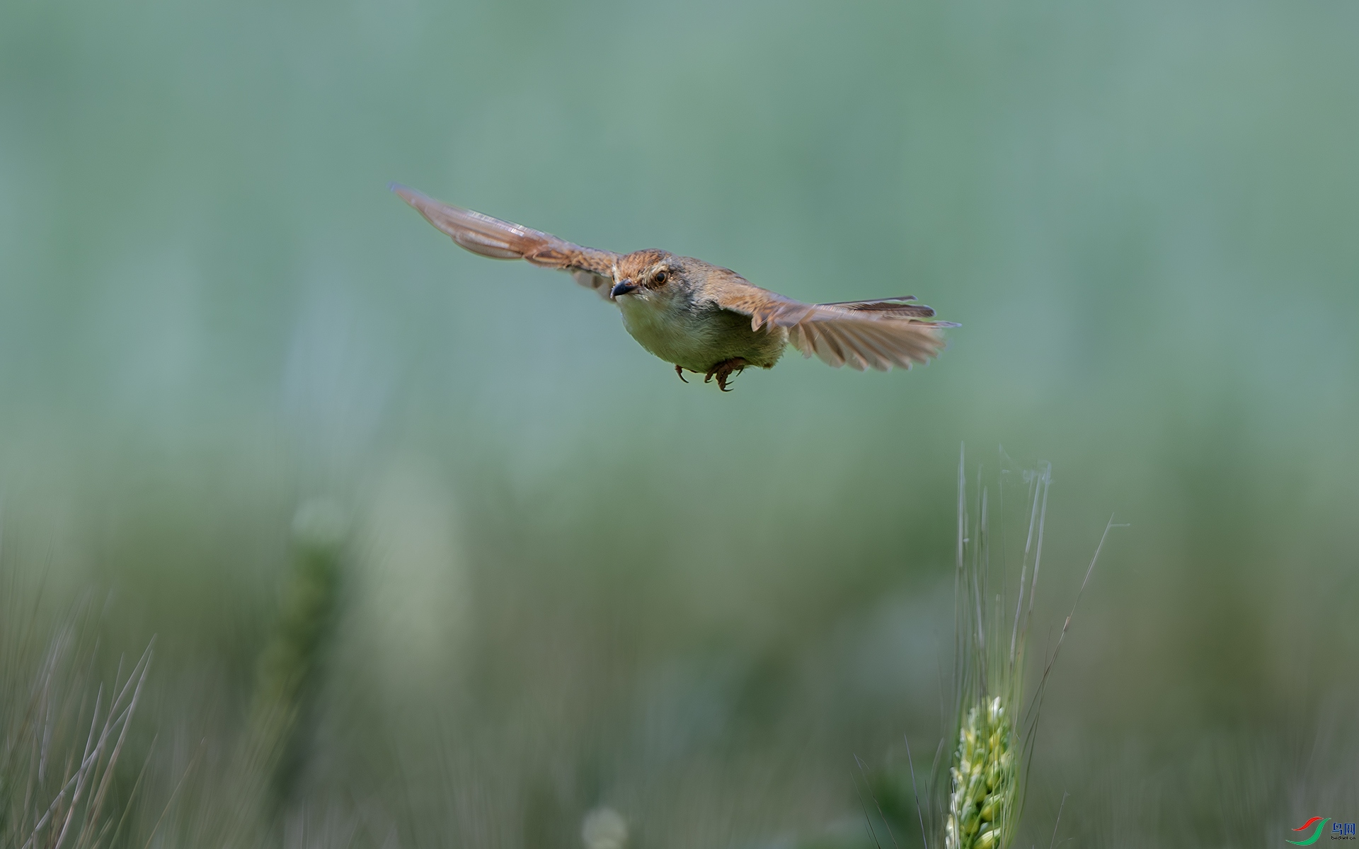 DSC_4362-����ǿ-NR ����.jpg